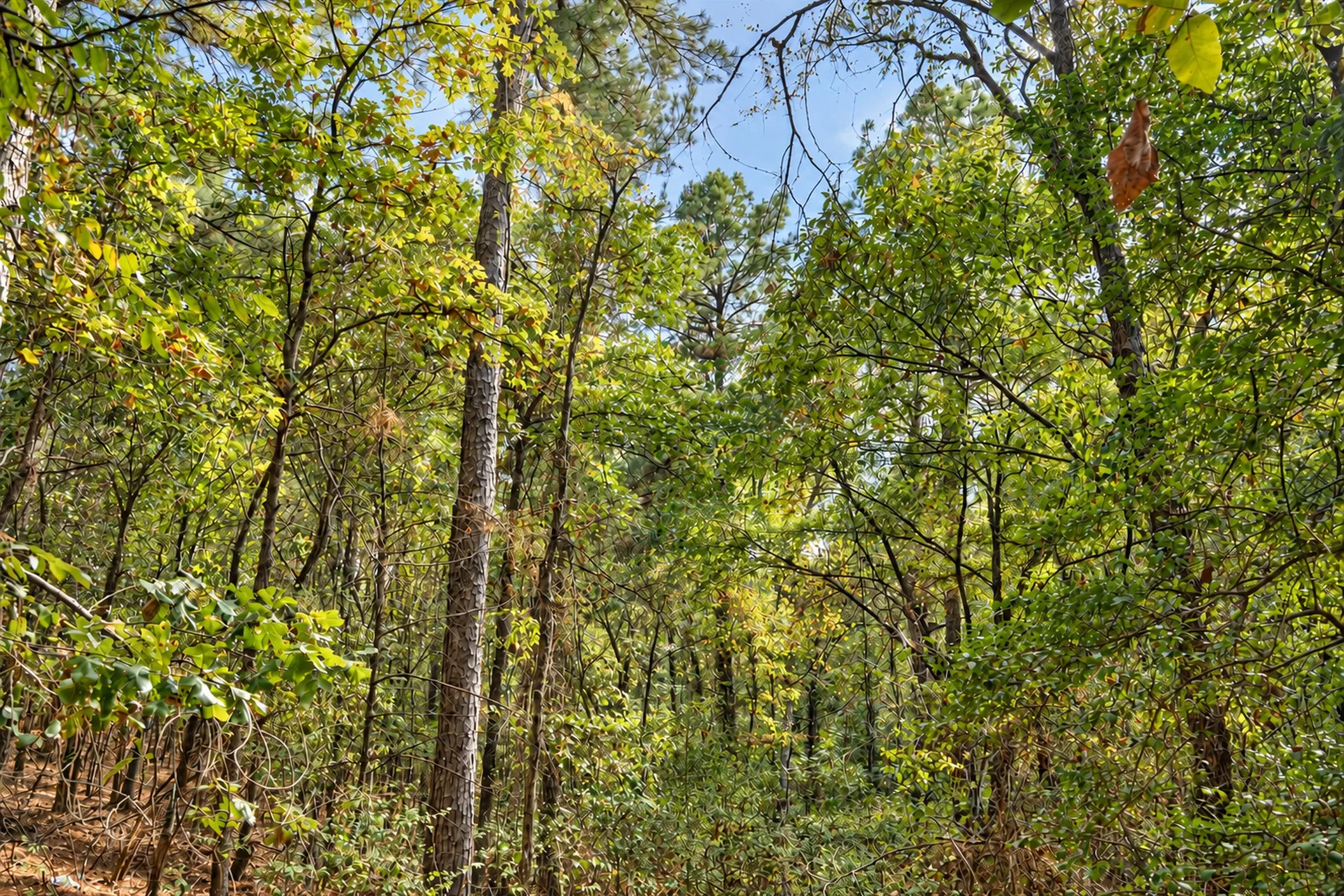 Unimproved Land For Sale in Anderson County , 00 Off of County Road 448, Palestine, Texas 75803, 0, 0, Garage spaces, 0 Sqft, built in 0, mls#21403258, Real Estate Agent in Palestine, Homes For Sale in Anderson county, Homes For Sale in Palestine, Realtor in Palestine Texas, Real Estate Brokerage Independent Realty Texas, Luminita Cordes Realtor