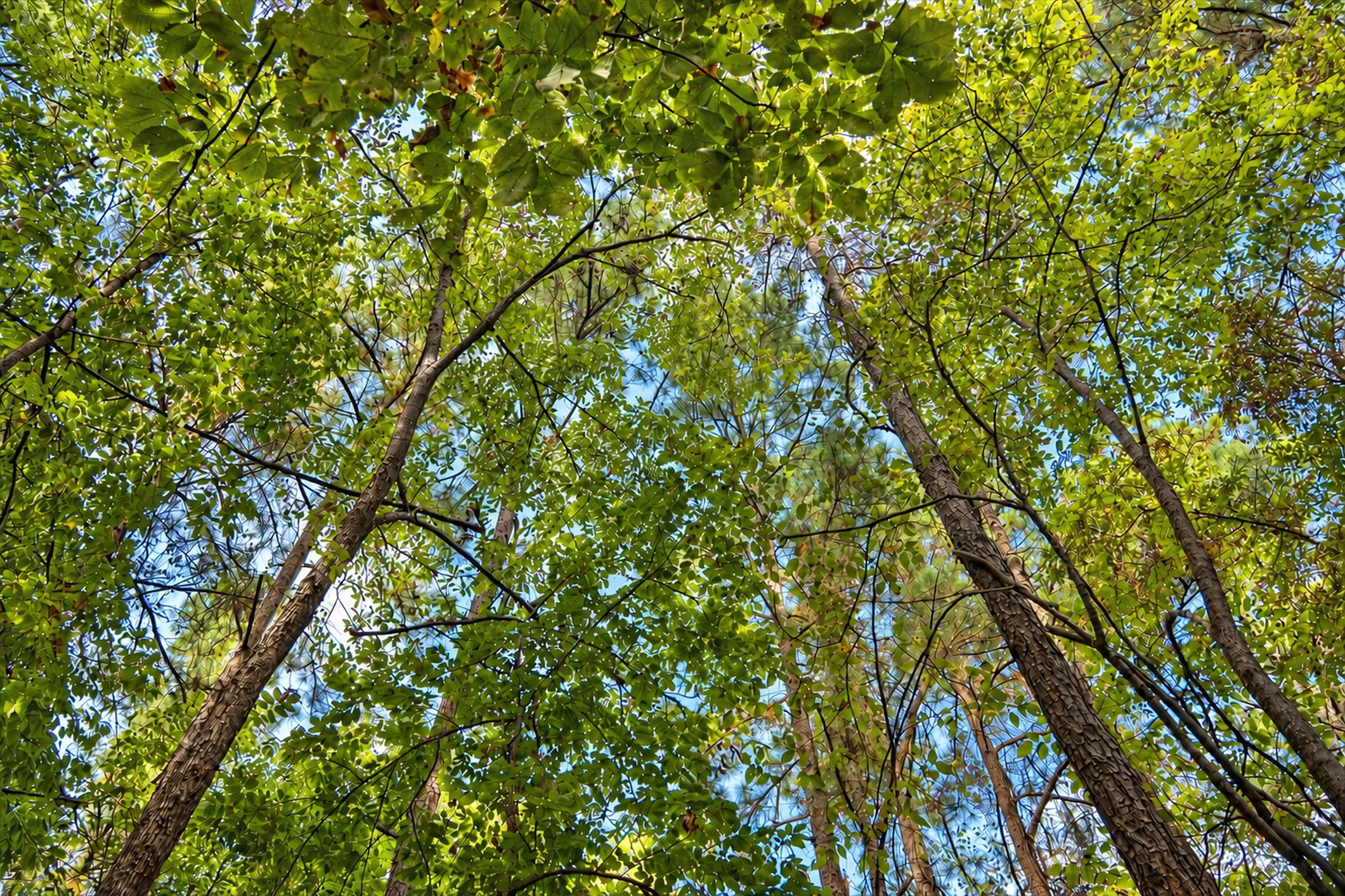Unimproved Land For Sale in Anderson County , 00 Off of County Road 448, Palestine, Texas 75803, 0, 0, Garage spaces, 0 Sqft, built in 0, mls#21403258, Real Estate Agent in Palestine, Homes For Sale in Anderson county, Homes For Sale in Palestine, Realtor in Palestine Texas, Real Estate Brokerage Independent Realty Texas, Luminita Cordes Realtor