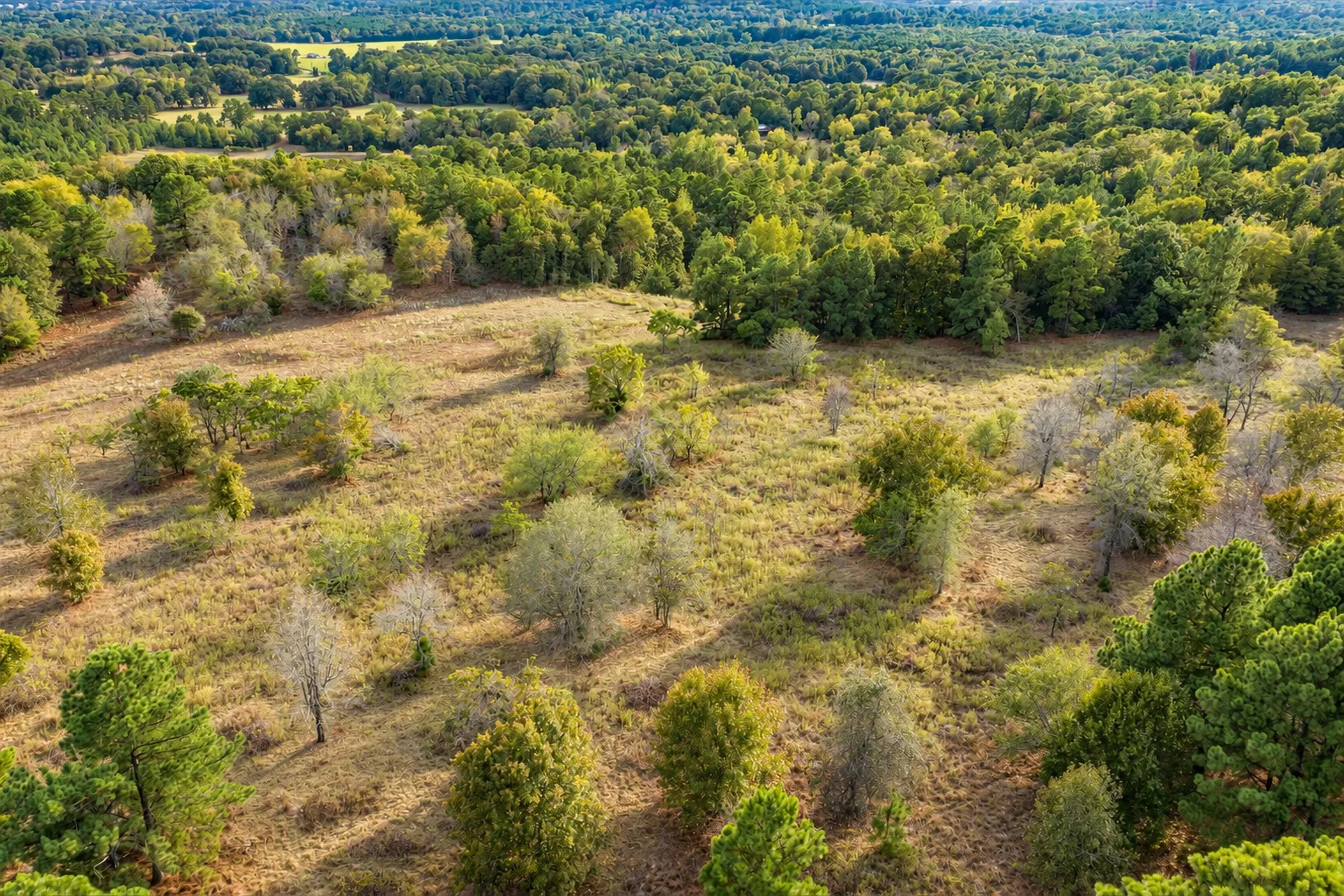 Unimproved Land For Sale in Anderson County , 00 Off of County Road 448, Palestine, Texas 75803, 0, 0, Garage spaces, 0 Sqft, built in 0, mls#21403258, Real Estate Agent in Palestine, Homes For Sale in Anderson county, Homes For Sale in Palestine, Realtor in Palestine Texas, Real Estate Brokerage Independent Realty Texas, Luminita Cordes Realtor