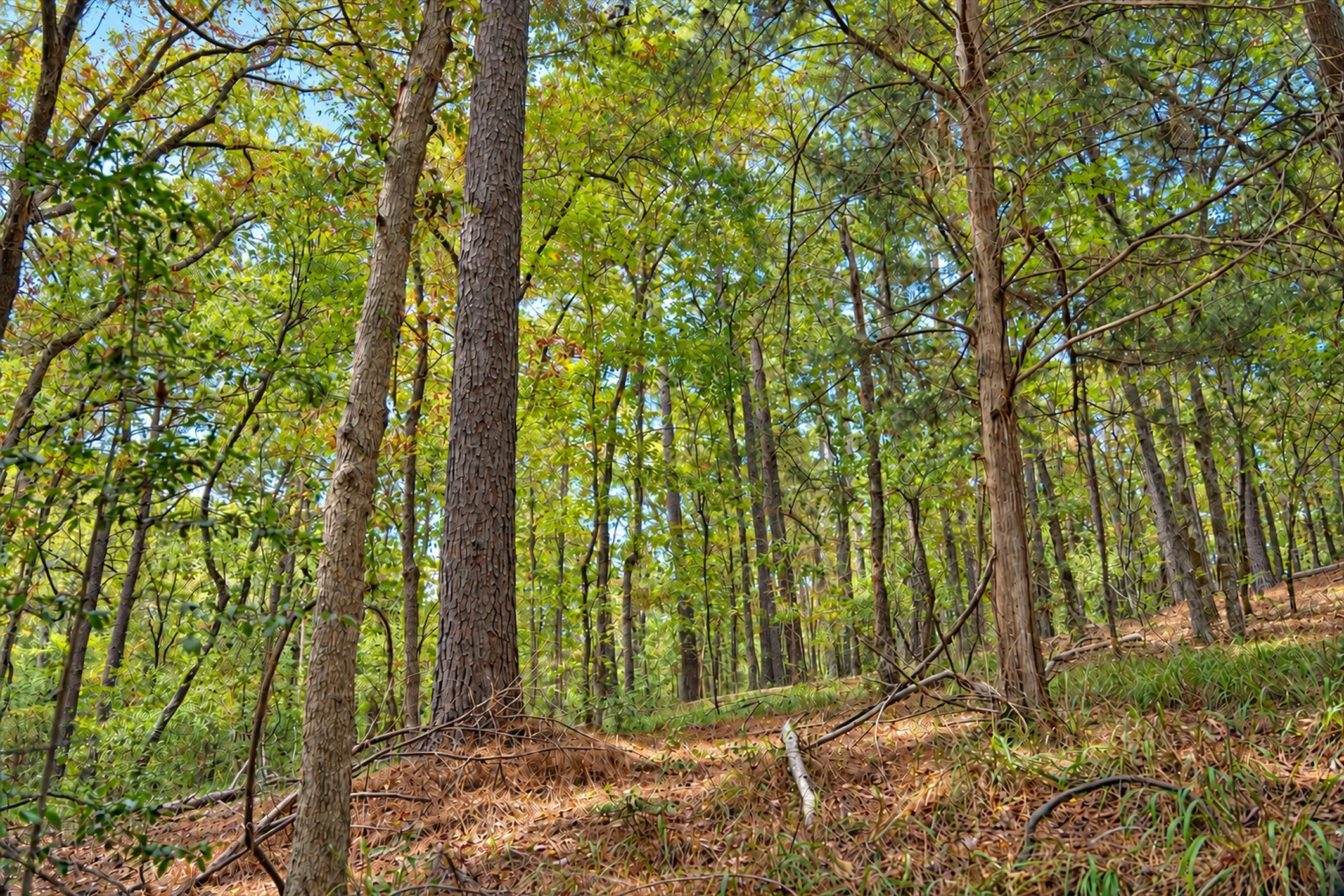 Unimproved Land For Sale in Anderson County , 00 Off of County Road 448, Palestine, Texas 75803, 0, 0, Garage spaces, 0 Sqft, built in 0, mls#21403258, Real Estate Agent in Palestine, Homes For Sale in Anderson county, Homes For Sale in Palestine, Realtor in Palestine Texas, Real Estate Brokerage Independent Realty Texas, Luminita Cordes Realtor
