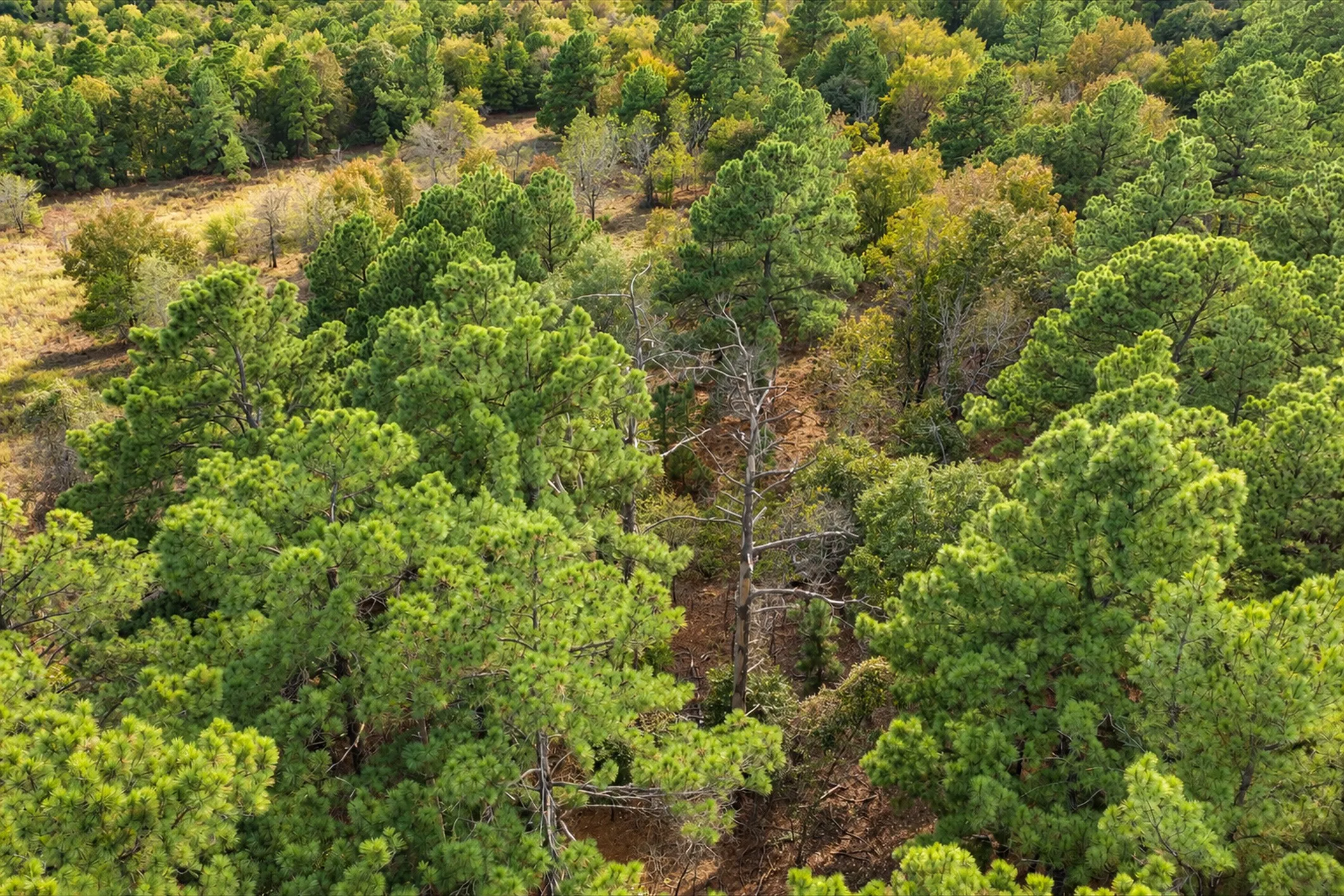 Unimproved Land For Sale in Anderson County , 00 Off of County Road 448, Palestine, Texas 75803, 0, 0, Garage spaces, 0 Sqft, built in 0, mls#21403258, Real Estate Agent in Palestine, Homes For Sale in Anderson county, Homes For Sale in Palestine, Realtor in Palestine Texas, Real Estate Brokerage Independent Realty Texas, Luminita Cordes Realtor