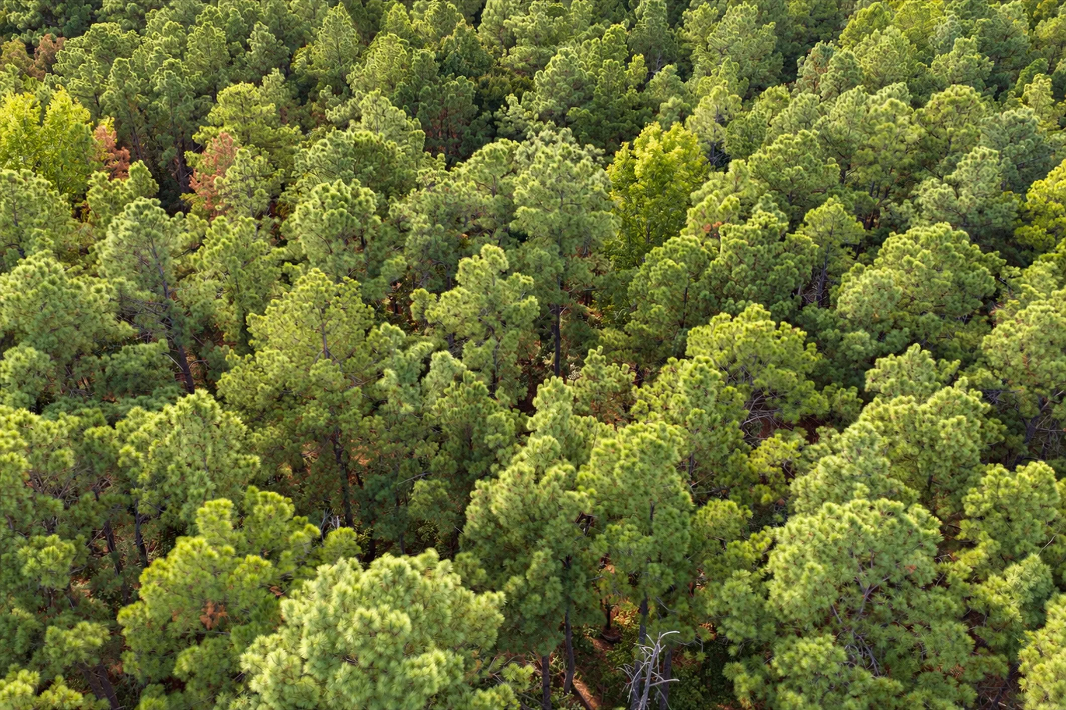 Unimproved Land For Sale in Anderson County , 00 Off of County Road 448, Palestine, Texas 75803, 0, 0, Garage spaces, 0 Sqft, built in 0, mls#21403258, Real Estate Agent in Palestine, Homes For Sale in Anderson county, Homes For Sale in Palestine, Realtor in Palestine Texas, Real Estate Brokerage Independent Realty Texas, Luminita Cordes Realtor