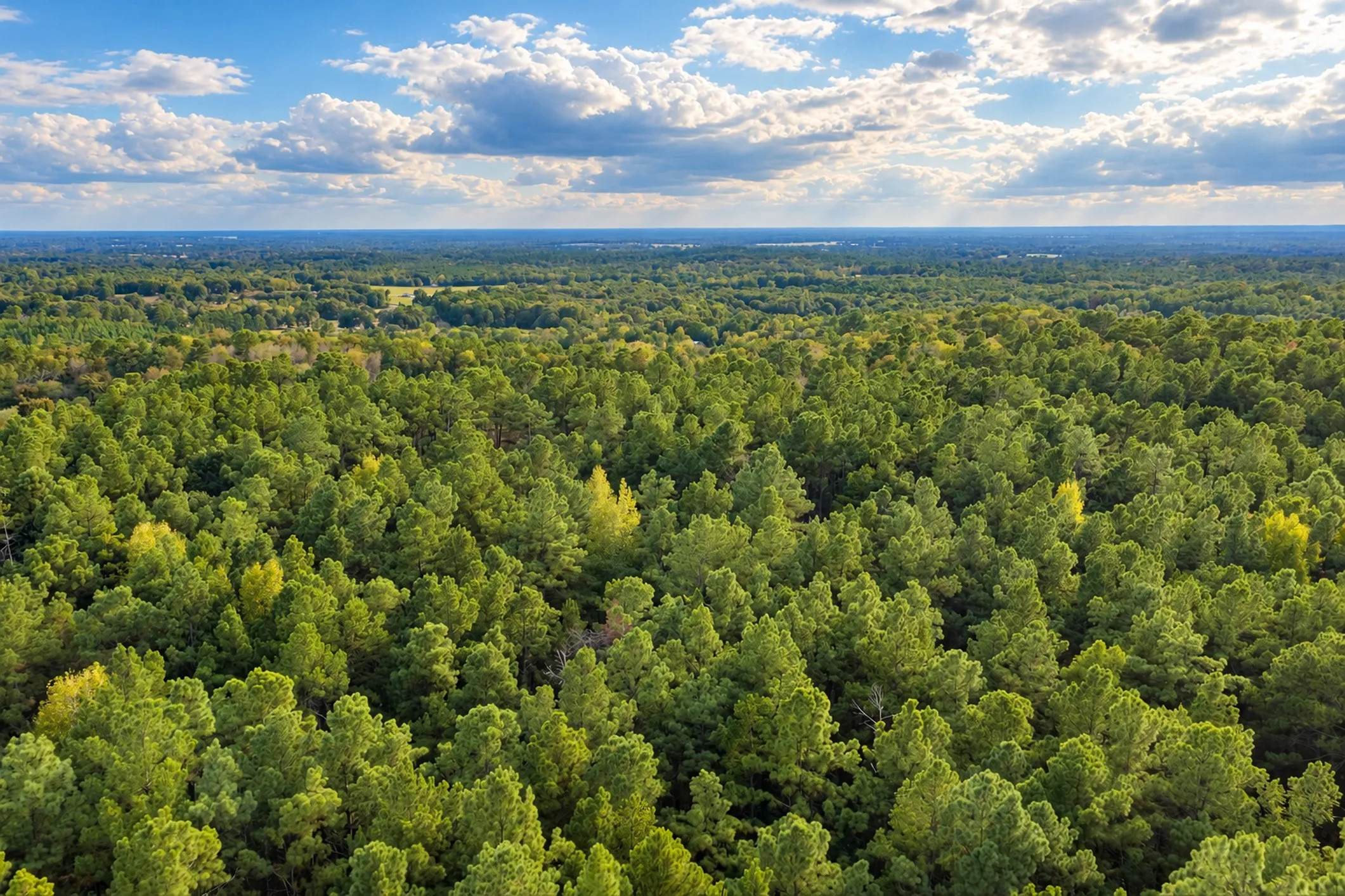 Unimproved Land For Sale in Anderson County , 00 Off of County Road 448, Palestine, Texas 75803, 0, 0, Garage spaces, 0 Sqft, built in 0, mls#21403258, Real Estate Agent in Palestine, Homes For Sale in Anderson county, Homes For Sale in Palestine, Realtor in Palestine Texas, Real Estate Brokerage Independent Realty Texas, Luminita Cordes Realtor