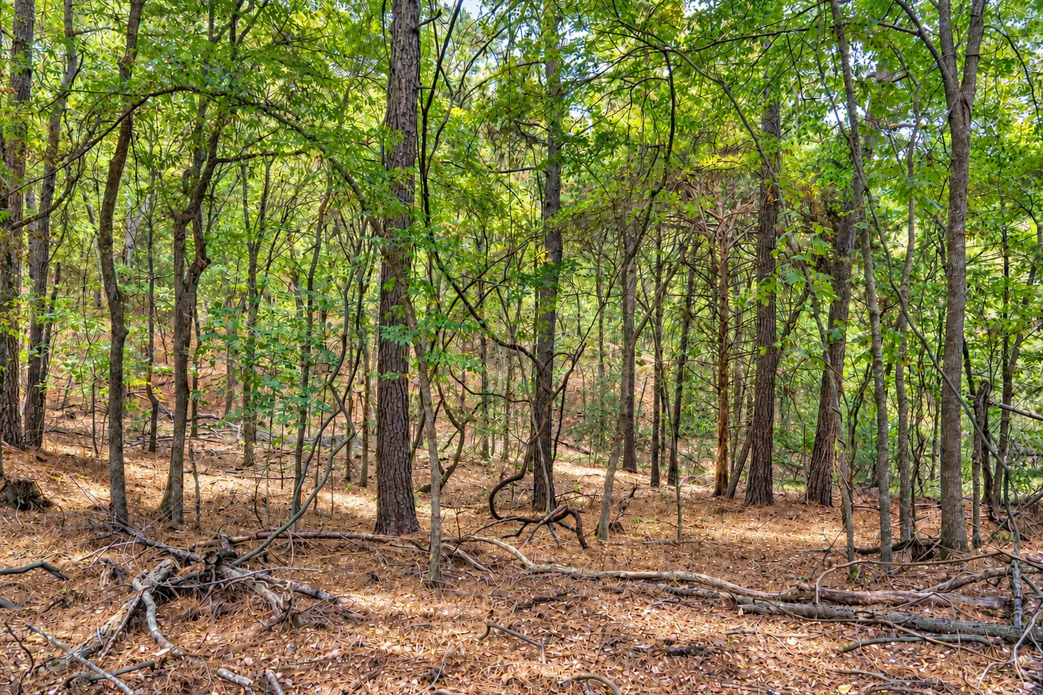 Unimproved Land For Sale in Anderson County , 00 Off of County Road 448, Palestine, Texas 75803, 0, 0, Garage spaces, 0 Sqft, built in 0, mls#21403258, Real Estate Agent in Palestine, Homes For Sale in Anderson county, Homes For Sale in Palestine, Realtor in Palestine Texas, Real Estate Brokerage Independent Realty Texas, Luminita Cordes Realtor