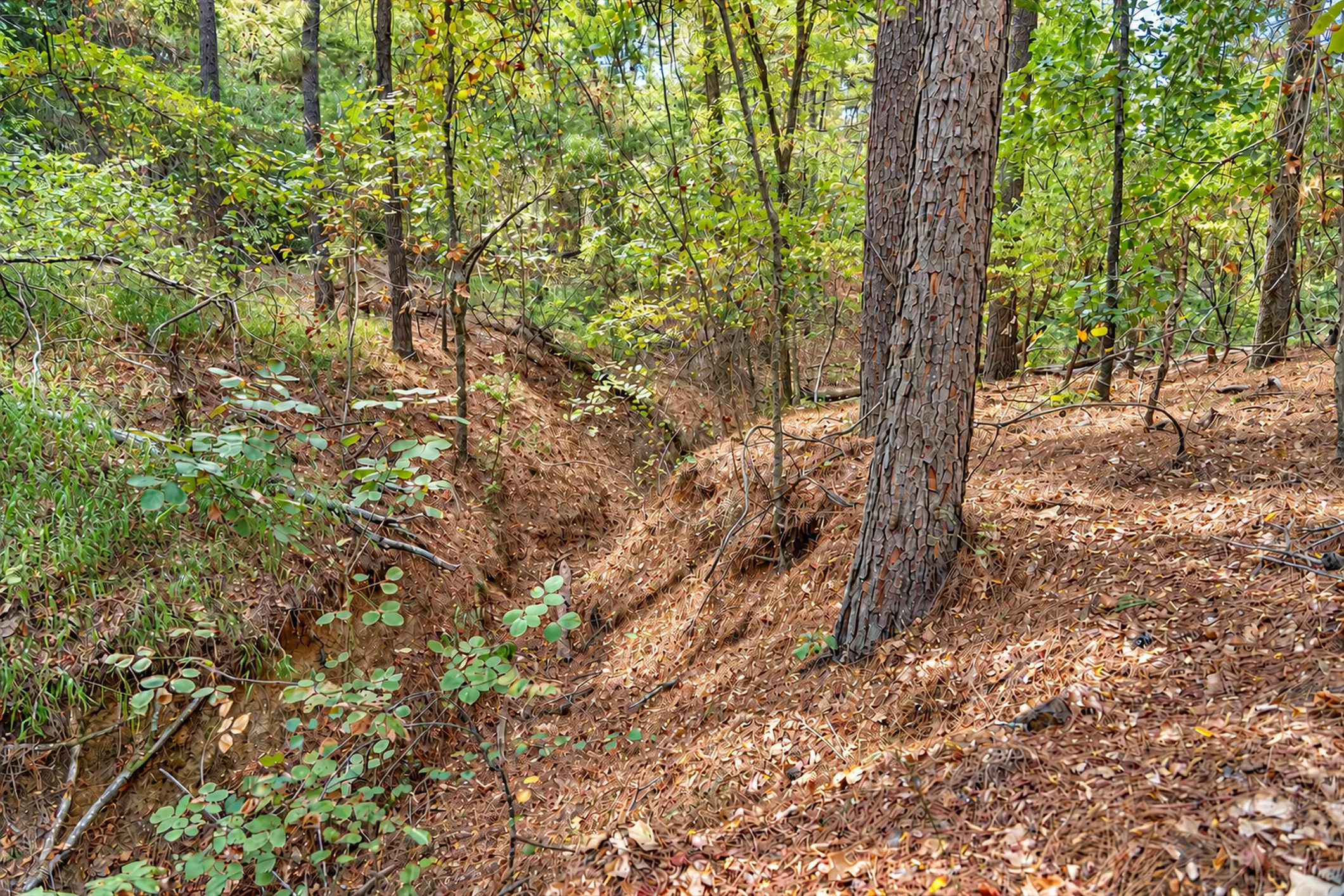 Unimproved Land For Sale in Anderson County , 00 Off of County Road 448, Palestine, Texas 75803, 0, 0, Garage spaces, 0 Sqft, built in 0, mls#21403258, Real Estate Agent in Palestine, Homes For Sale in Anderson county, Homes For Sale in Palestine, Realtor in Palestine Texas, Real Estate Brokerage Independent Realty Texas, Luminita Cordes Realtor