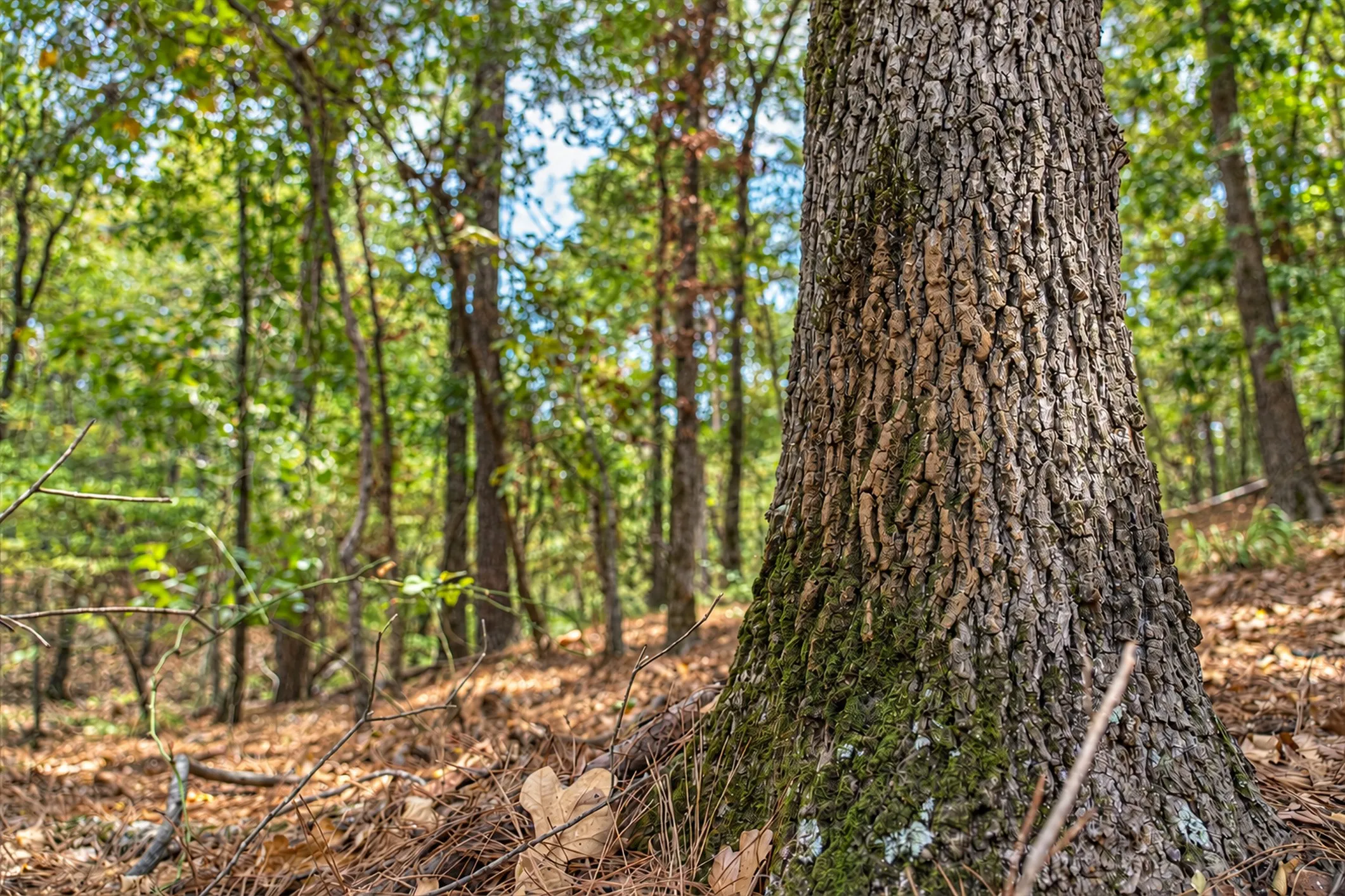 Unimproved Land For Sale in Anderson County , 00 Off of County Road 448, Palestine, Texas 75803, 0, 0, Garage spaces, 0 Sqft, built in 0, mls#21403258, Real Estate Agent in Palestine, Homes For Sale in Anderson county, Homes For Sale in Palestine, Realtor in Palestine Texas, Real Estate Brokerage Independent Realty Texas, Luminita Cordes Realtor