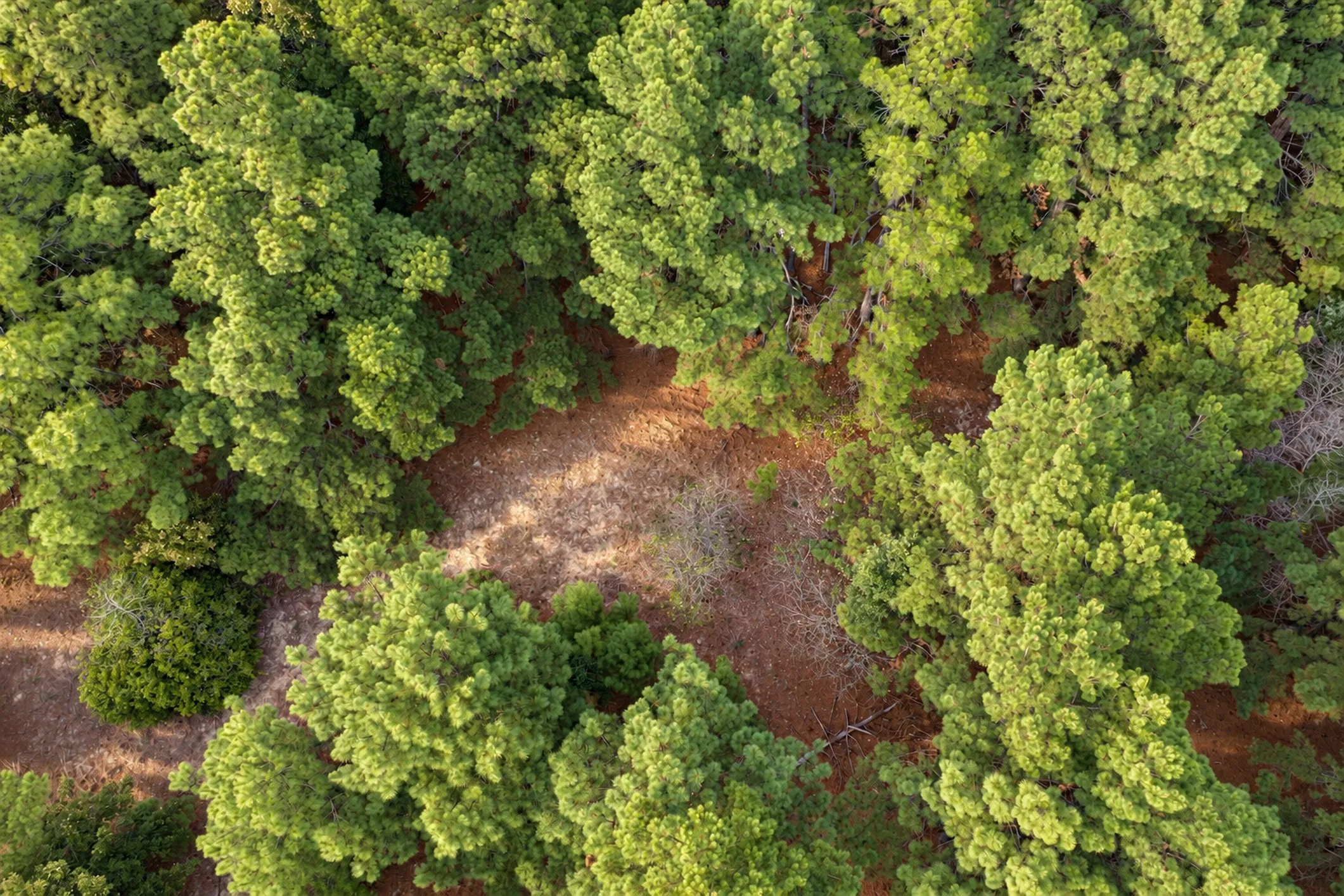Unimproved Land For Sale in Anderson County , 00 Off of County Road 448, Palestine, Texas 75803, 0, 0, Garage spaces, 0 Sqft, built in 0, mls#21403258, Real Estate Agent in Palestine, Homes For Sale in Anderson county, Homes For Sale in Palestine, Realtor in Palestine Texas, Real Estate Brokerage Independent Realty Texas, Luminita Cordes Realtor