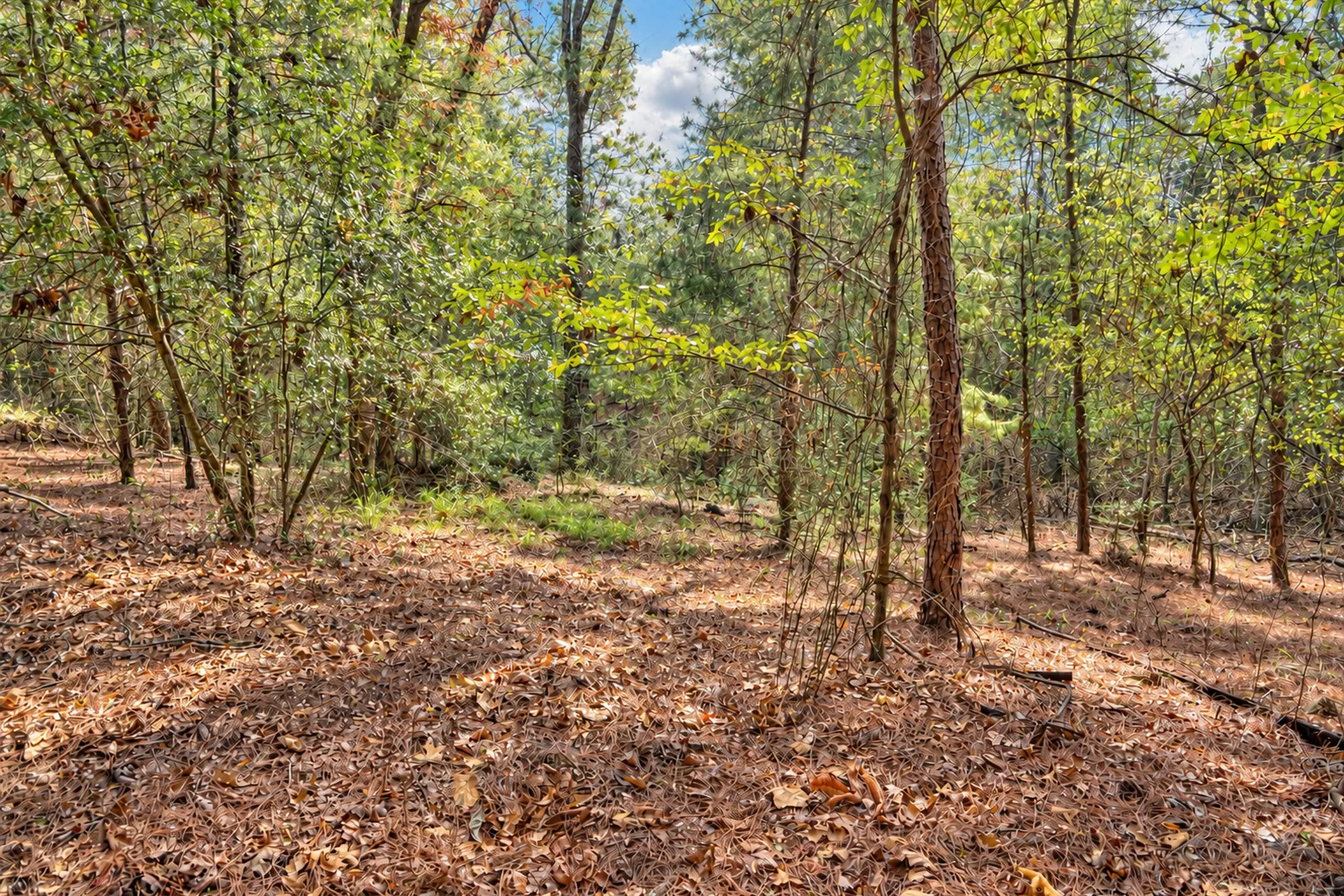 Unimproved Land For Sale in Anderson County , 00 Off of County Road 448, Palestine, Texas 75803, 0, 0, Garage spaces, 0 Sqft, built in 0, mls#21403258, Real Estate Agent in Palestine, Homes For Sale in Anderson county, Homes For Sale in Palestine, Realtor in Palestine Texas, Real Estate Brokerage Independent Realty Texas, Luminita Cordes Realtor
