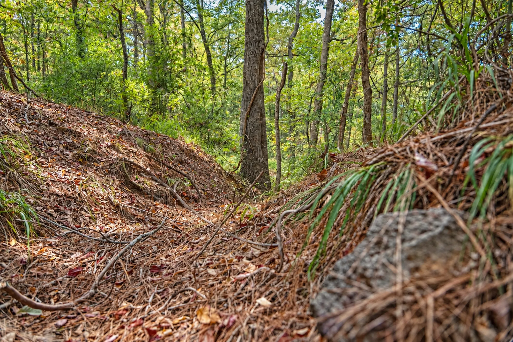 Unimproved Land For Sale in Anderson County , 00 Off of County Road 448, Palestine, Texas 75803, 0, 0, Garage spaces, 0 Sqft, built in 0, mls#21403258, Real Estate Agent in Palestine, Homes For Sale in Anderson county, Homes For Sale in Palestine, Realtor in Palestine Texas, Real Estate Brokerage Independent Realty Texas, Luminita Cordes Realtor