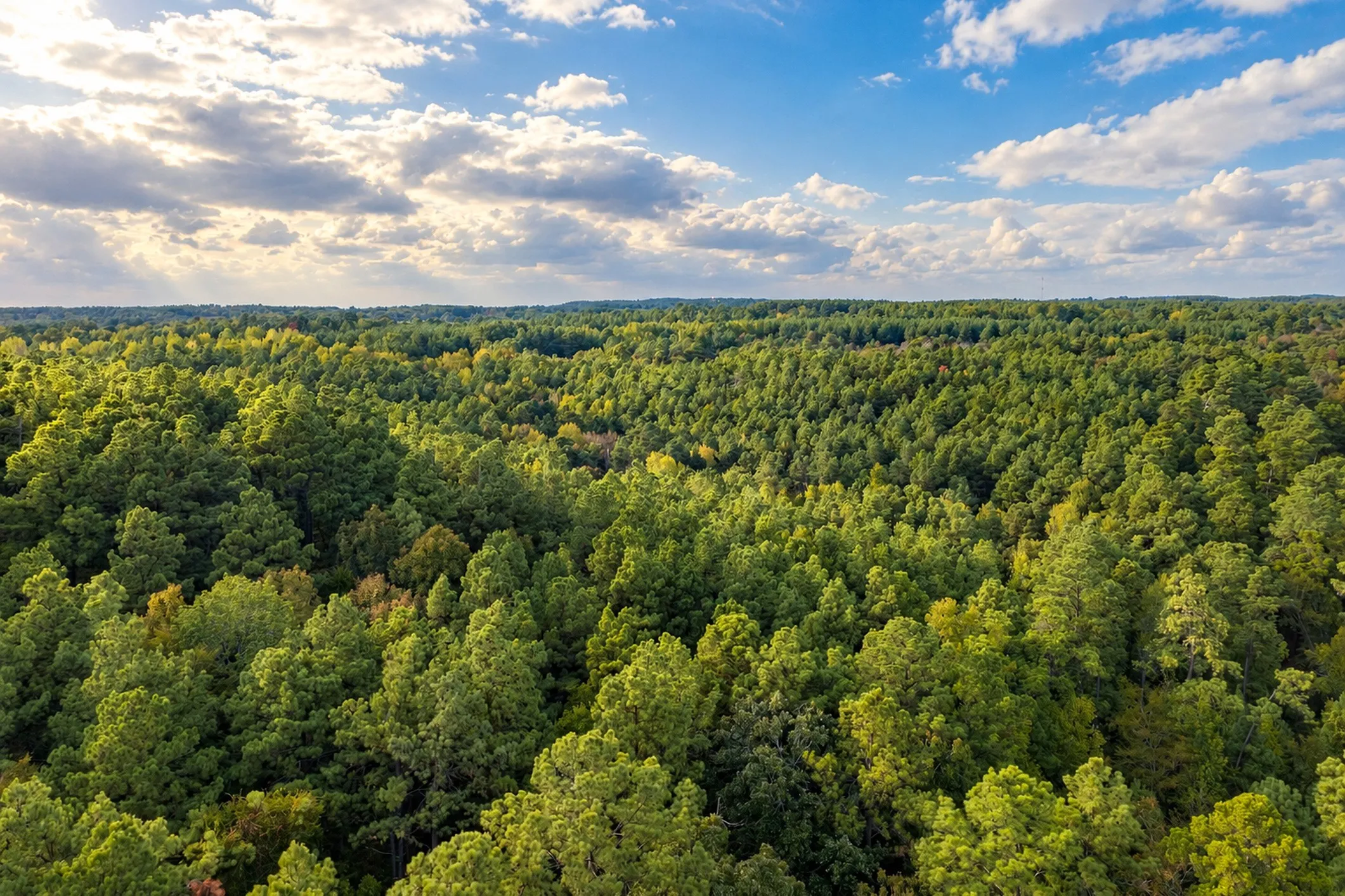 Unimproved Land For Sale in Anderson County , 00 Off of County Road 448, Palestine, Texas 75803, 0, 0, Garage spaces, 0 Sqft, built in 0, mls#21403258, Real Estate Agent in Palestine, Homes For Sale in Anderson county, Homes For Sale in Palestine, Realtor in Palestine Texas, Real Estate Brokerage Independent Realty Texas, Luminita Cordes Realtor