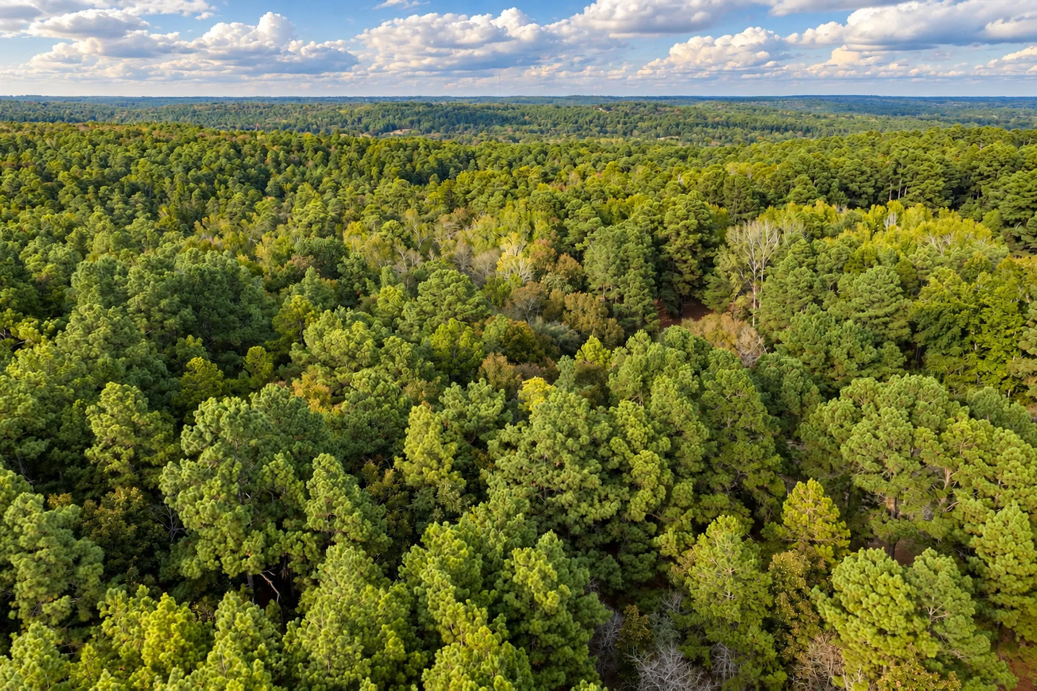 Unimproved Land For Sale in Anderson County , 00 Off of County Road 448, Palestine, Texas 75803, 0, 0, Garage spaces, 0 Sqft, built in 0, mls#21403258, Real Estate Agent in Palestine, Homes For Sale in Anderson county, Homes For Sale in Palestine, Realtor in Palestine Texas, Real Estate Brokerage Independent Realty Texas, Luminita Cordes Realtor