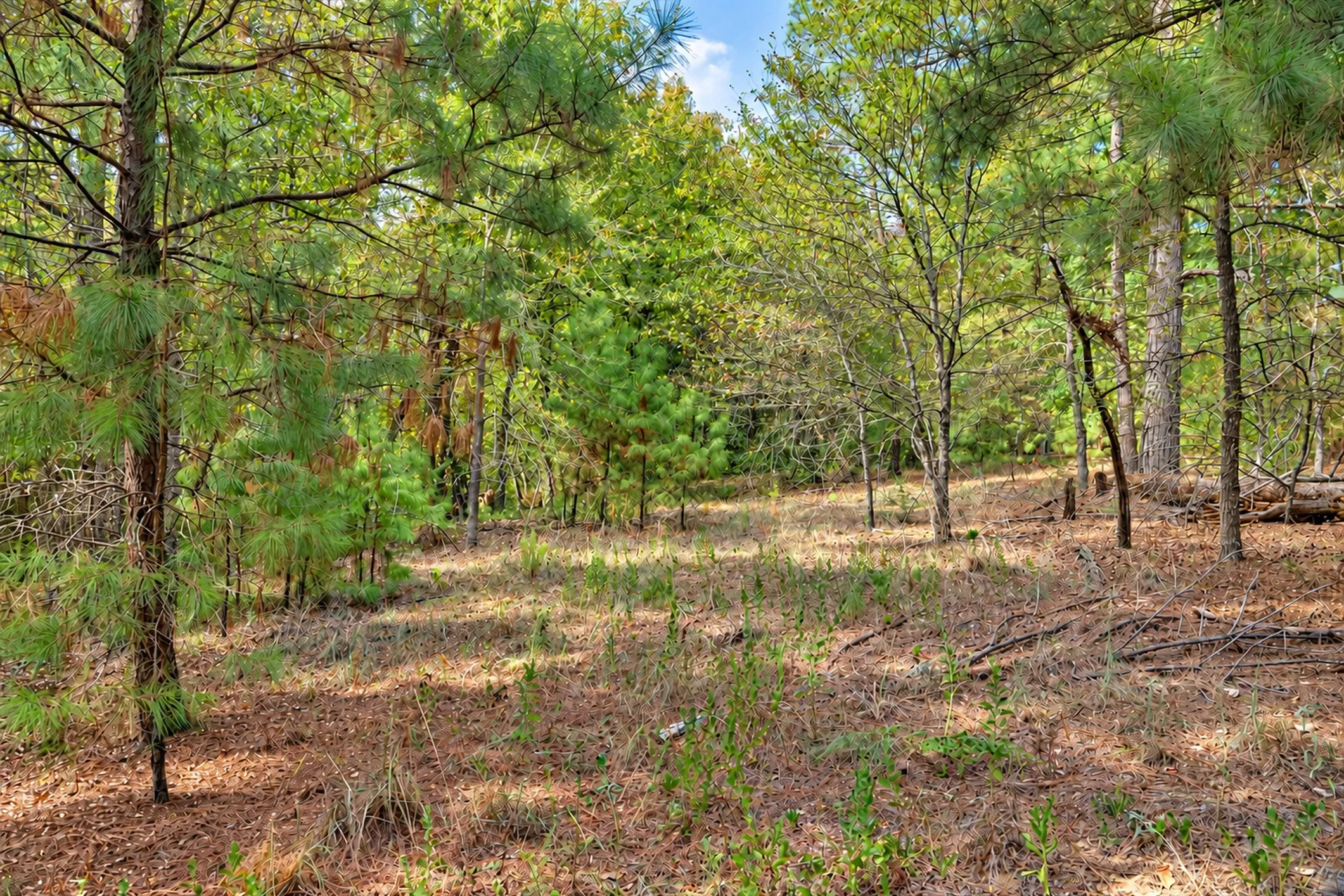 Unimproved Land For Sale in Anderson County , 00 Off of County Road 448, Palestine, Texas 75803, 0, 0, Garage spaces, 0 Sqft, built in 0, mls#21403258, Real Estate Agent in Palestine, Homes For Sale in Anderson county, Homes For Sale in Palestine, Realtor in Palestine Texas, Real Estate Brokerage Independent Realty Texas, Luminita Cordes Realtor