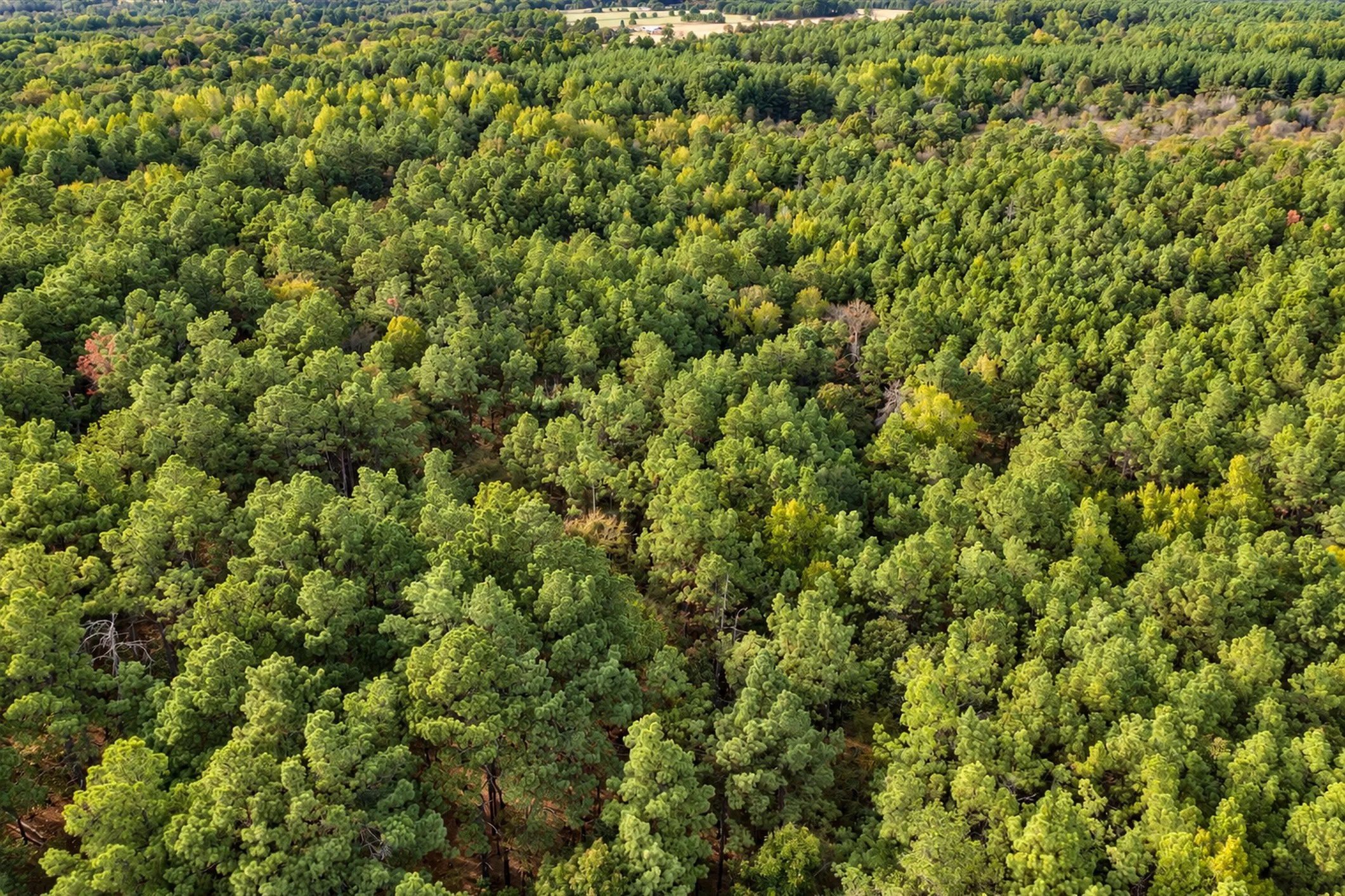 Unimproved Land For Sale in Anderson County , 00 Off of County Road 448, Palestine, Texas 75803, 0, 0, Garage spaces, 0 Sqft, built in 0, mls#21403258, Real Estate Agent in Palestine, Homes For Sale in Anderson county, Homes For Sale in Palestine, Realtor in Palestine Texas, Real Estate Brokerage Independent Realty Texas, Luminita Cordes Realtor