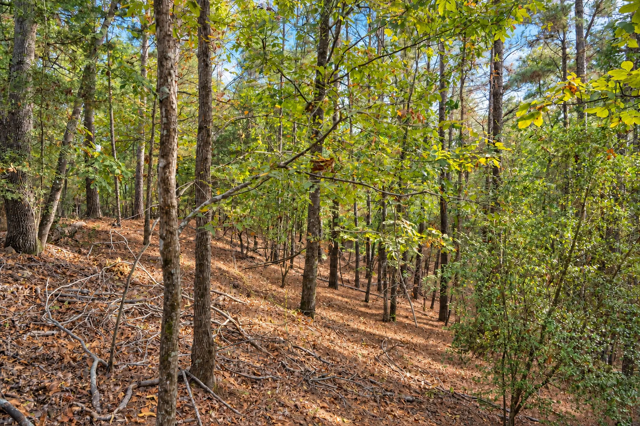 Unimproved Land For Sale in Anderson County , 00 Off of County Road 448, Palestine, Texas 75803, 0, 0, Garage spaces, 0 Sqft, built in 0, mls#21403258, Real Estate Agent in Palestine, Homes For Sale in Anderson county, Homes For Sale in Palestine, Realtor in Palestine Texas, Real Estate Brokerage Independent Realty Texas, Luminita Cordes Realtor
