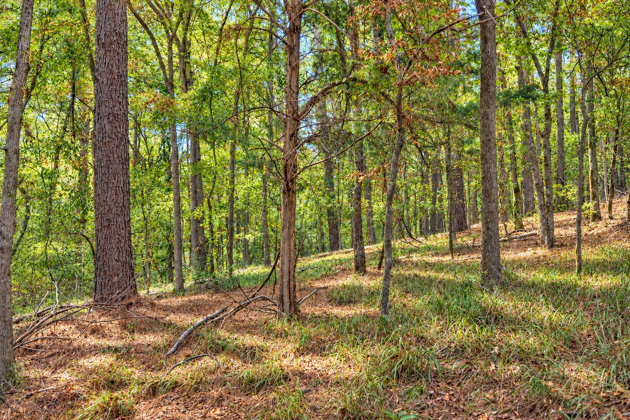 Unimproved Land For Sale in Anderson County , 00 Off of County Road 448, Palestine, Texas 75803, 0, 0, Garage spaces, 0 Sqft, built in 0, mls#21403258, Real Estate Agent in Palestine, Homes For Sale in Anderson county, Homes For Sale in Palestine, Realtor in Palestine Texas, Real Estate Brokerage Independent Realty Texas, Luminita Cordes Realtor