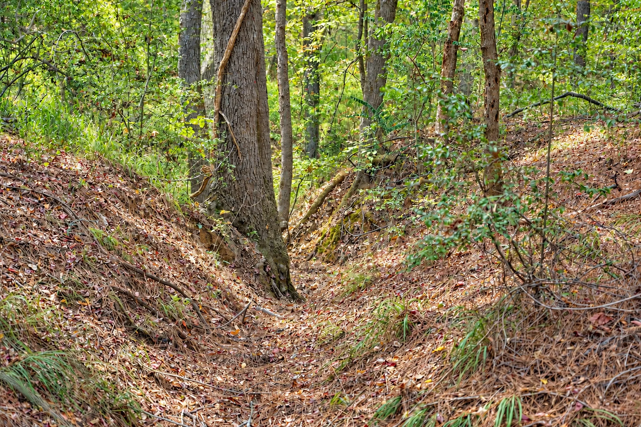 Unimproved Land For Sale in Anderson County , 00 Off of County Road 448, Palestine, Texas 75803, 0, 0, Garage spaces, 0 Sqft, built in 0, mls#21403258, Real Estate Agent in Palestine, Homes For Sale in Anderson county, Homes For Sale in Palestine, Realtor in Palestine Texas, Real Estate Brokerage Independent Realty Texas, Luminita Cordes Realtor