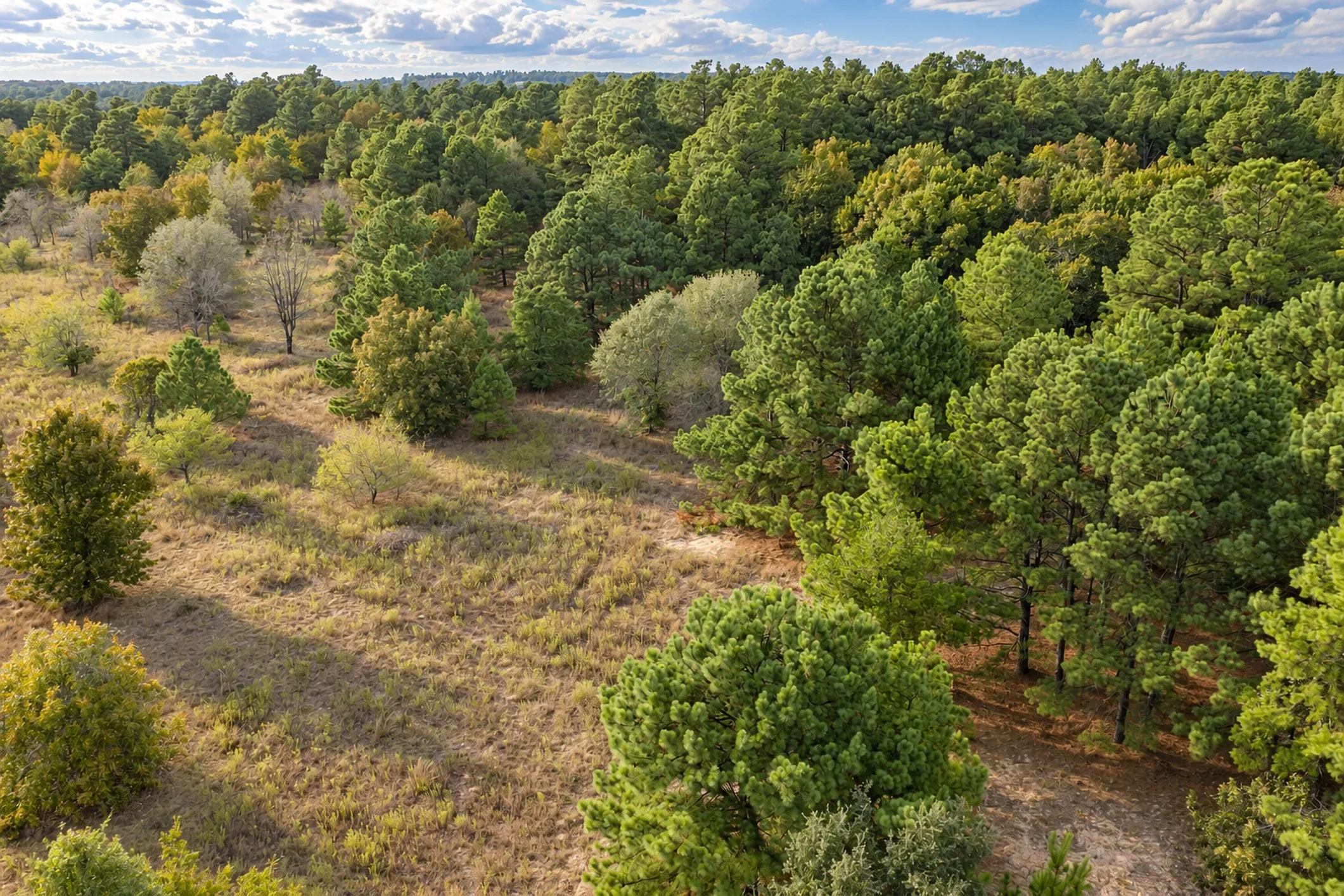 Unimproved Land For Sale in Anderson County , 00 Off of County Road 448, Palestine, Texas 75803, 0, 0, Garage spaces, 0 Sqft, built in 0, mls#21403258, Real Estate Agent in Palestine, Homes For Sale in Anderson county, Homes For Sale in Palestine, Realtor in Palestine Texas, Real Estate Brokerage Independent Realty Texas, Luminita Cordes Realtor
