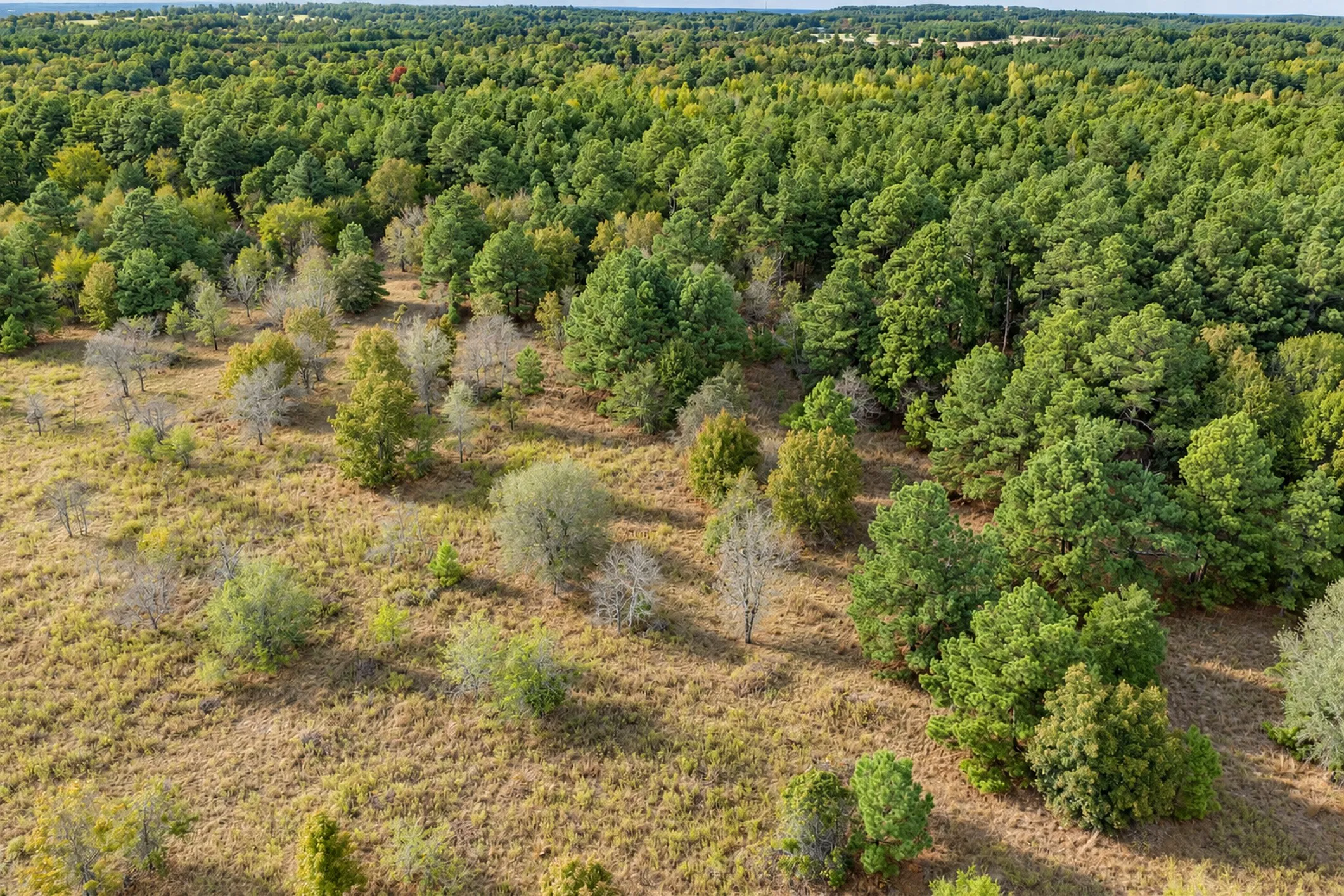 Unimproved Land For Sale in Anderson County , 00 Off of County Road 448, Palestine, Texas 75803, 0, 0, Garage spaces, 0 Sqft, built in 0, mls#21403258, Real Estate Agent in Palestine, Homes For Sale in Anderson county, Homes For Sale in Palestine, Realtor in Palestine Texas, Real Estate Brokerage Independent Realty Texas, Luminita Cordes Realtor