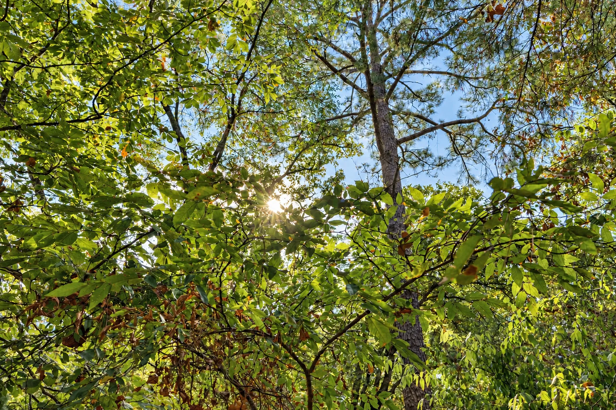 Unimproved Land For Sale in Anderson County , 00 Off of County Road 448, Palestine, Texas 75803, 0, 0, Garage spaces, 0 Sqft, built in 0, mls#21403258, Real Estate Agent in Palestine, Homes For Sale in Anderson county, Homes For Sale in Palestine, Realtor in Palestine Texas, Real Estate Brokerage Independent Realty Texas, Luminita Cordes Realtor
