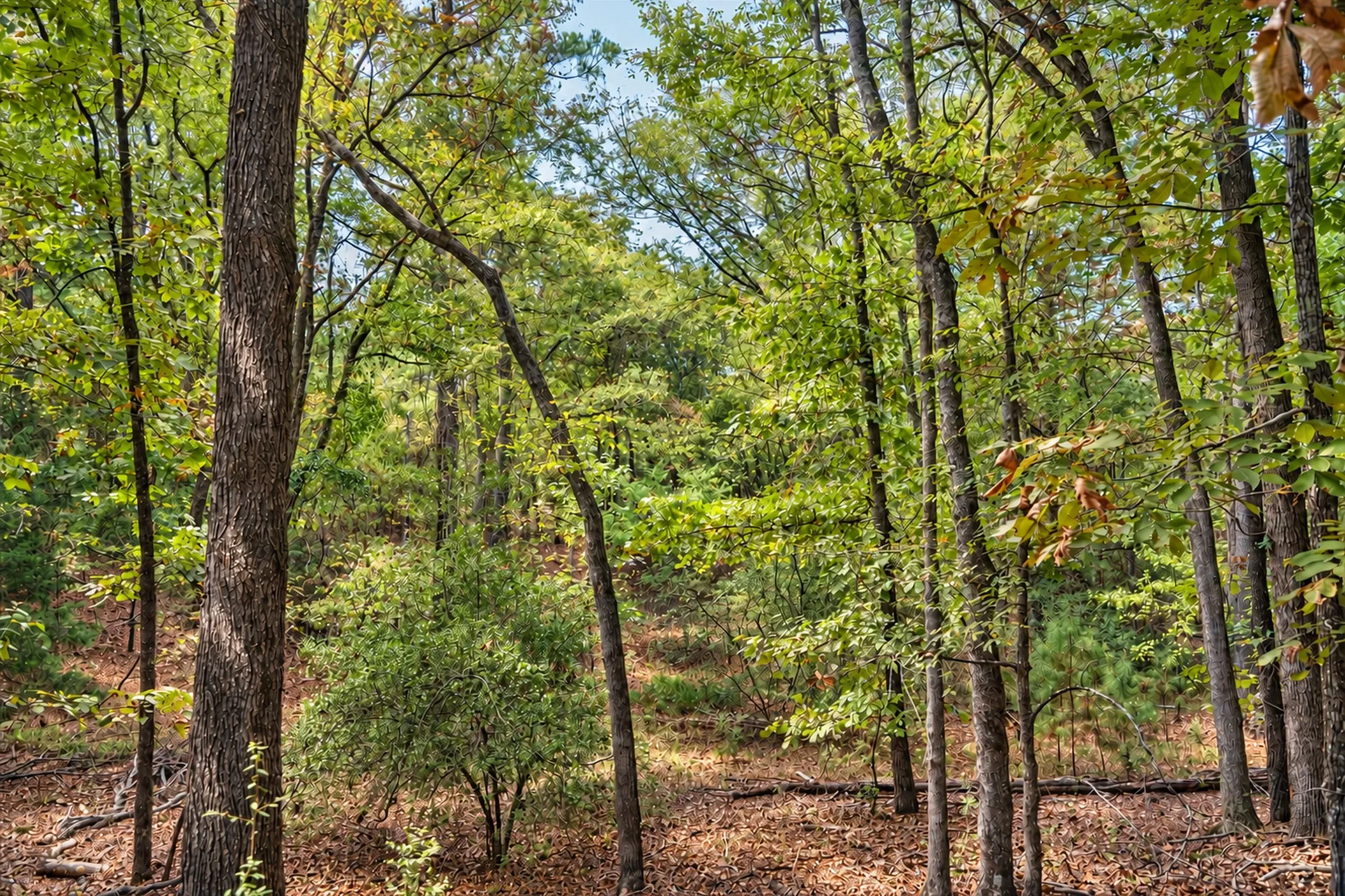 Unimproved Land For Sale in Anderson County , 00 Off of County Road 448, Palestine, Texas 75803, 0, 0, Garage spaces, 0 Sqft, built in 0, mls#21403258, Real Estate Agent in Palestine, Homes For Sale in Anderson county, Homes For Sale in Palestine, Realtor in Palestine Texas, Real Estate Brokerage Independent Realty Texas, Luminita Cordes Realtor