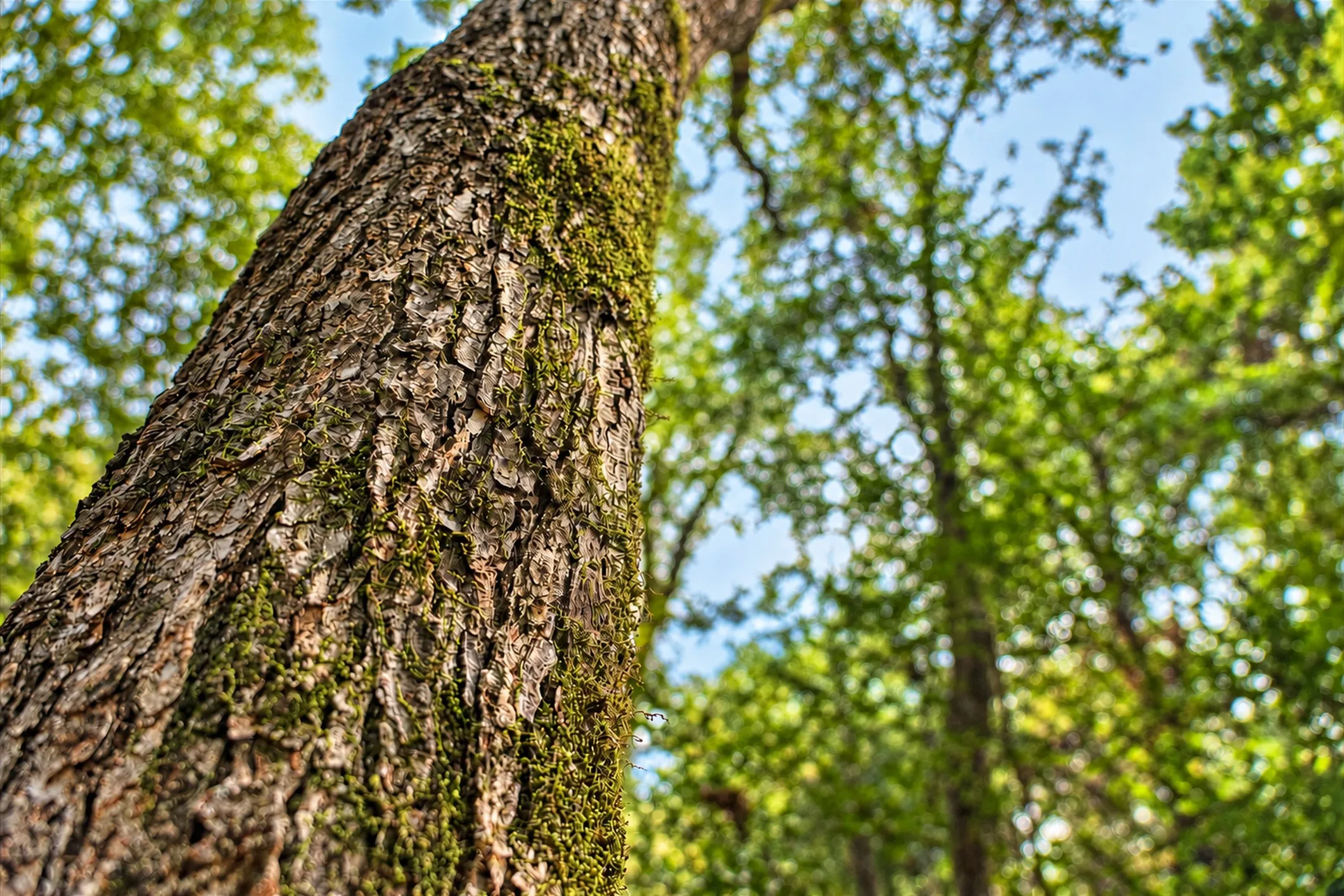 Unimproved Land For Sale in Anderson County , 00 Off of County Road 448, Palestine, Texas 75803, 0, 0, Garage spaces, 0 Sqft, built in 0, mls#21403258, Real Estate Agent in Palestine, Homes For Sale in Anderson county, Homes For Sale in Palestine, Realtor in Palestine Texas, Real Estate Brokerage Independent Realty Texas, Luminita Cordes Realtor