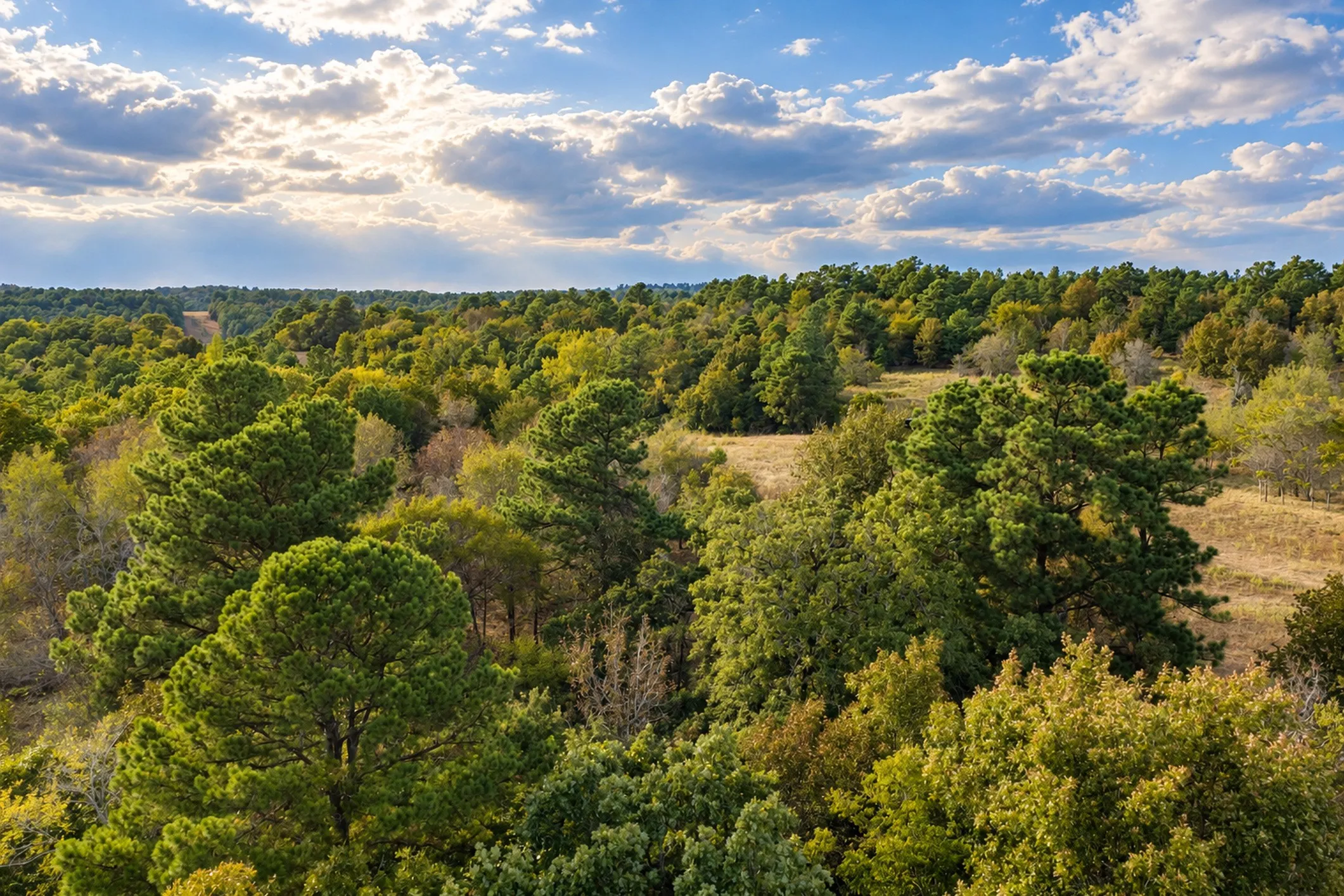 Unimproved Land For Sale in Anderson County , 00 Off of County Road 448, Palestine, Texas 75803, 0, 0, Garage spaces, 0 Sqft, built in 0, mls#21403258, Real Estate Agent in Palestine, Homes For Sale in Anderson county, Homes For Sale in Palestine, Realtor in Palestine Texas, Real Estate Brokerage Independent Realty Texas, Luminita Cordes Realtor