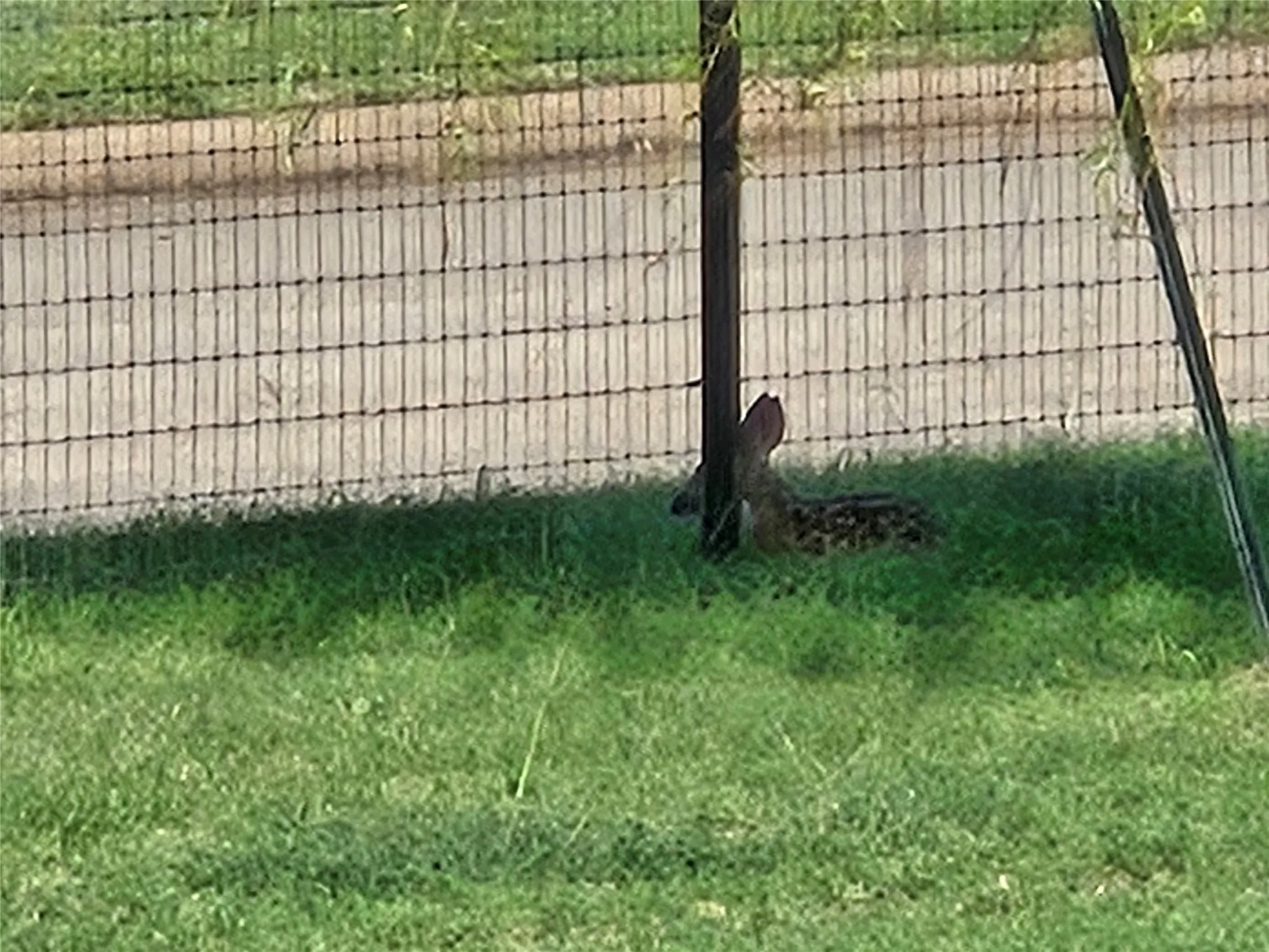 One of my neighbors sitting on the lot next door!
