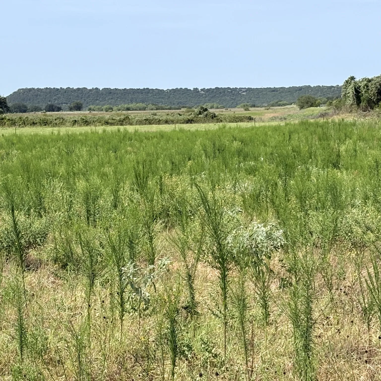 Expansive open land with varied green foliage and distant tree lines