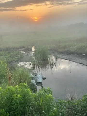 View of morning nature area behind house.