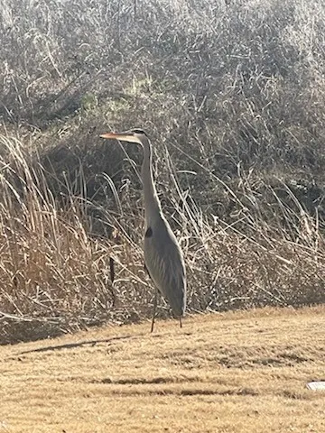View of occasional crane that visits behind the house.