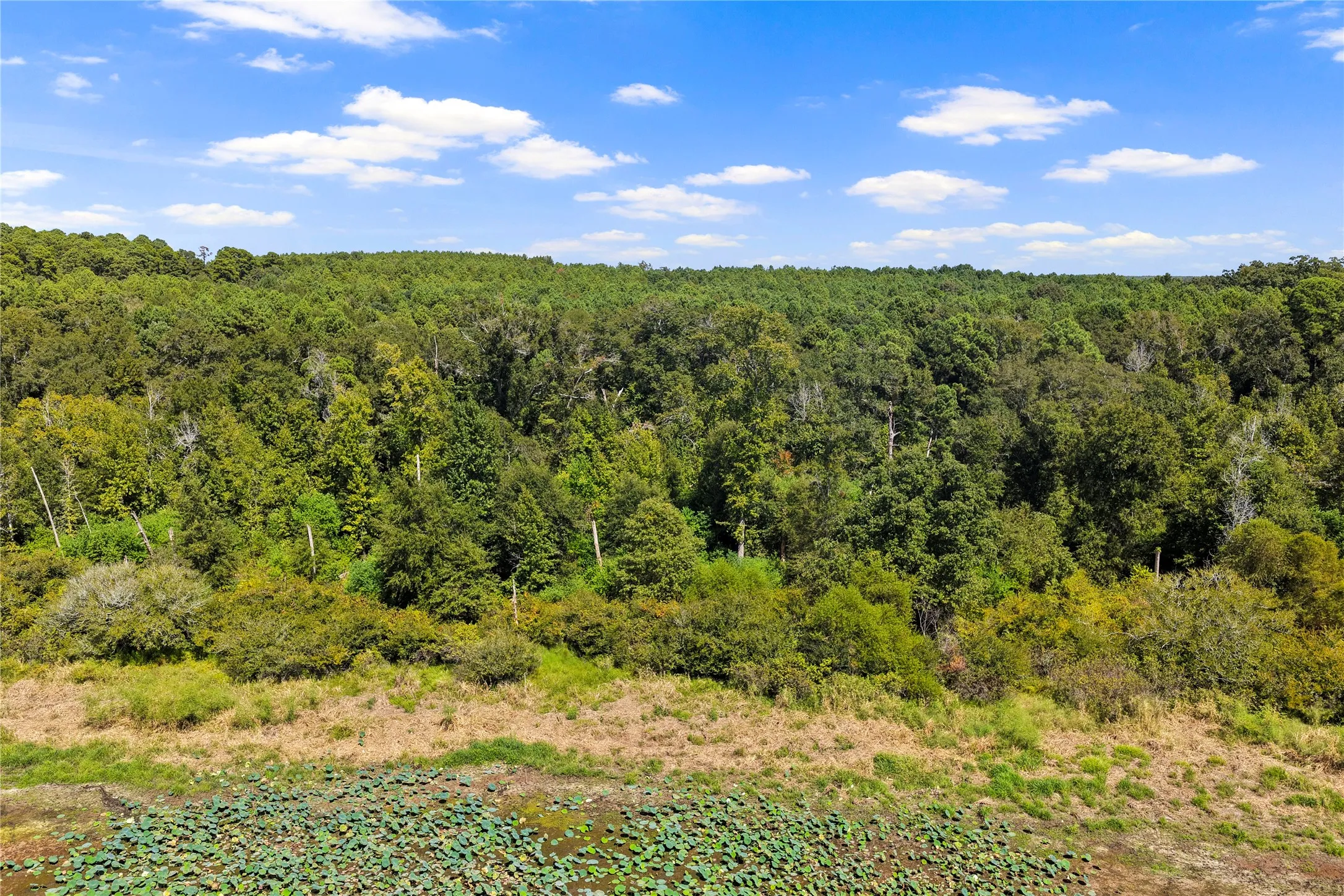 Unimproved Land For Sale in Marion County , TBD WILLOW POINT MARINA RD, Jefferson, Texas 75657, 0, 0, Garage spaces, 0 Sqft, built in 0, mls#21403533, Real Estate Agent in Jefferson, Homes For Sale in Marion county, Homes For Sale in Jefferson, Realtor in Jefferson Texas, Real Estate Brokerage Independent Realty Texas, Luminita Cordes Realtor