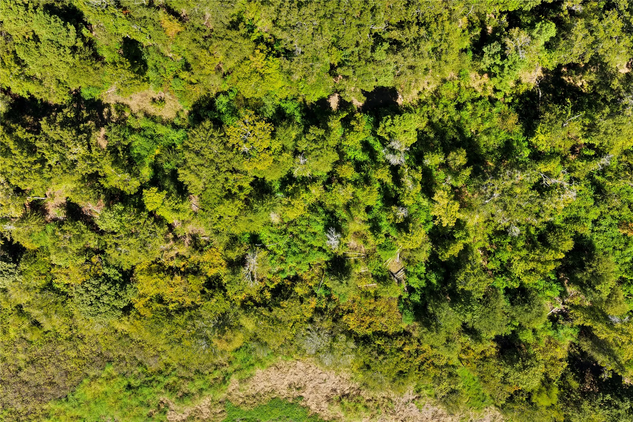 Unimproved Land For Sale in Marion County , TBD WILLOW POINT MARINA RD, Jefferson, Texas 75657, 0, 0, Garage spaces, 0 Sqft, built in 0, mls#21403533, Real Estate Agent in Jefferson, Homes For Sale in Marion county, Homes For Sale in Jefferson, Realtor in Jefferson Texas, Real Estate Brokerage Independent Realty Texas, Luminita Cordes Realtor