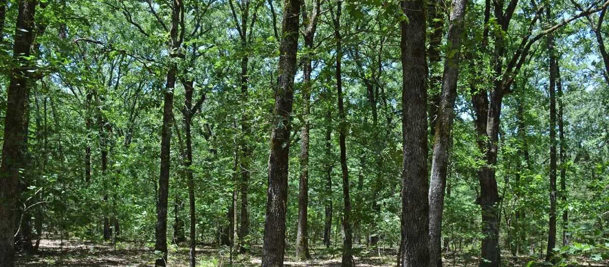 Unimproved Land For Sale in Bowie County , 000 Pecan Bend, Hooks, Texas 75561, 0, 0, Garage spaces, 0 Sqft, built in 0, mls#21385597, Real Estate Agent in Hooks, Homes For Sale in Bowie county, Homes For Sale in Hooks, Realtor in Hooks Texas, Real Estate Brokerage Independent Realty Texas, Luminita Cordes Realtor