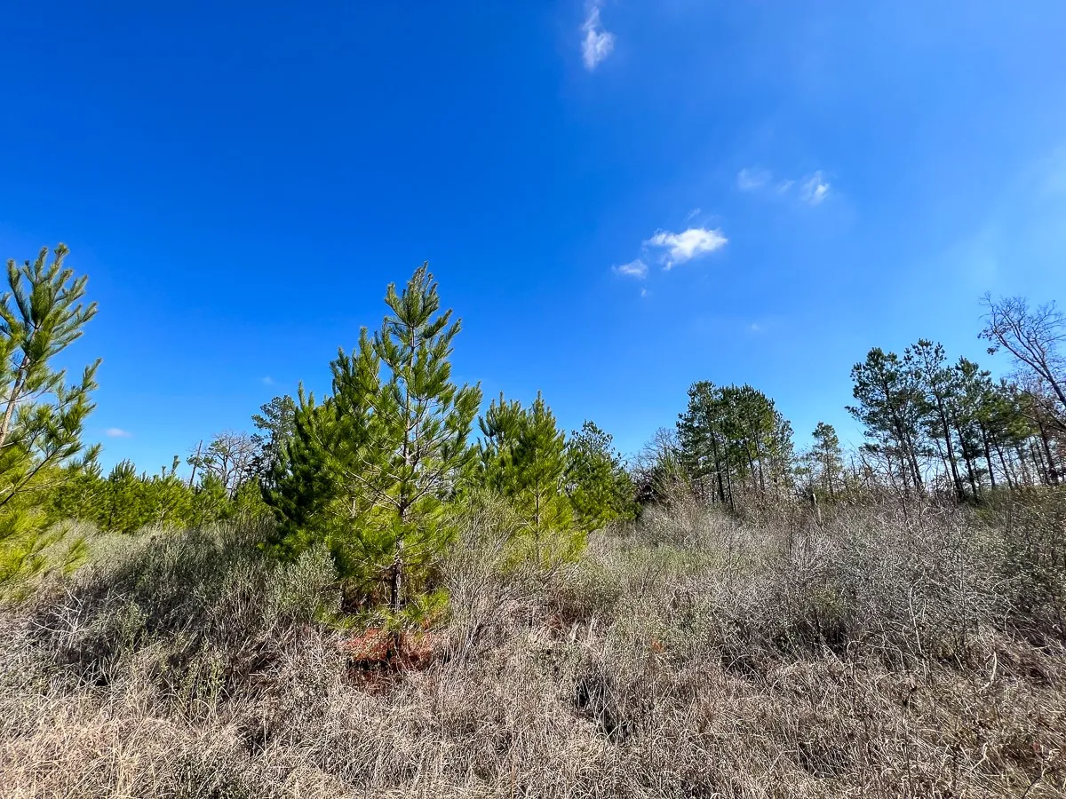 Unimproved Land For Sale in Walker County , 0 Wallace Road, Huntsville, Texas 77320, 0, 0, Garage spaces, 0 Sqft, built in 0, mls#21403859, Real Estate Agent in Huntsville, Homes For Sale in Walker county, Homes For Sale in Huntsville, Realtor in Huntsville Texas, Real Estate Brokerage Independent Realty Texas, Luminita Cordes Realtor