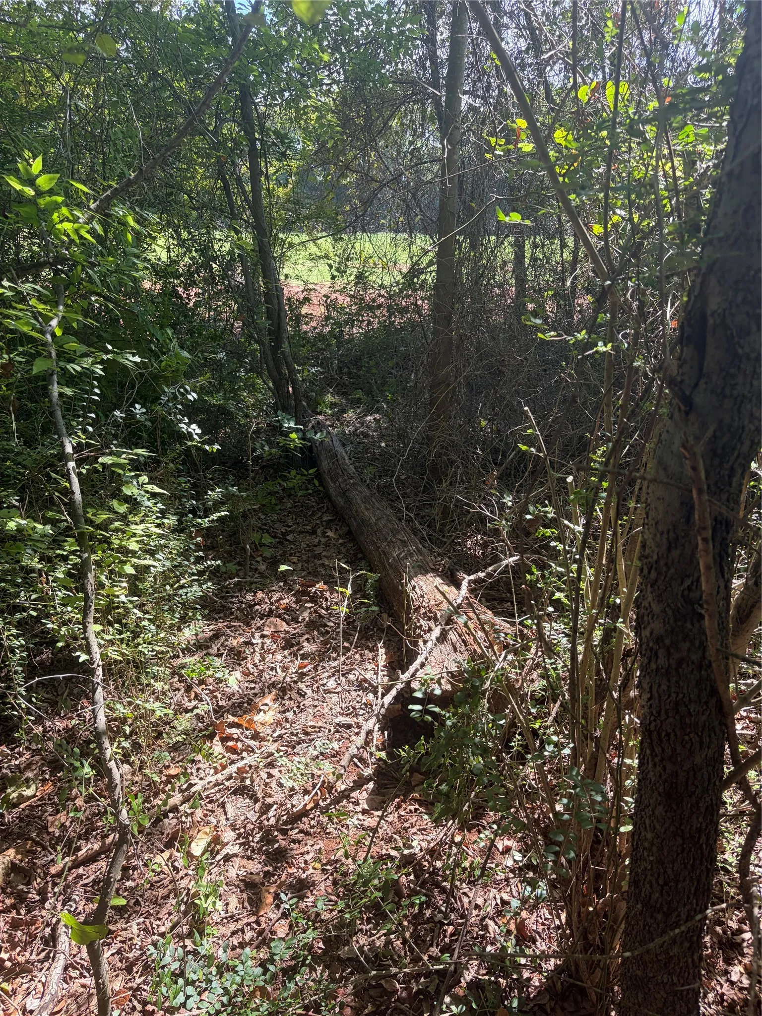 Unimproved Land For Sale in Cherokee County , 1012 Brazos, Bullard, Texas 75757, 0, 0, Garage spaces, 0 Sqft, built in 0, mls#21402512, Real Estate Agent in Bullard, Homes For Sale in Cherokee county, Homes For Sale in Bullard, Realtor in Bullard Texas, Real Estate Brokerage Independent Realty Texas, Luminita Cordes Realtor