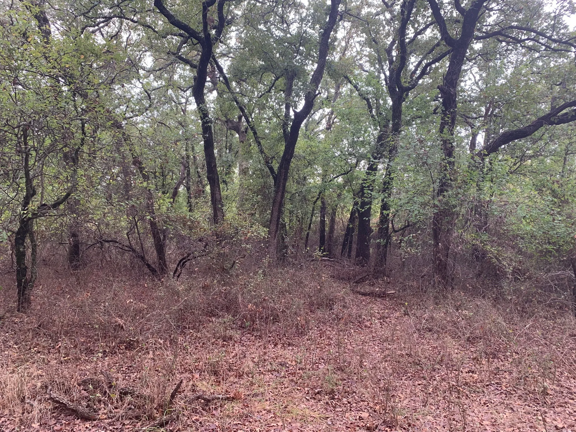 Wooded acreage with mature trees and natural ground cover