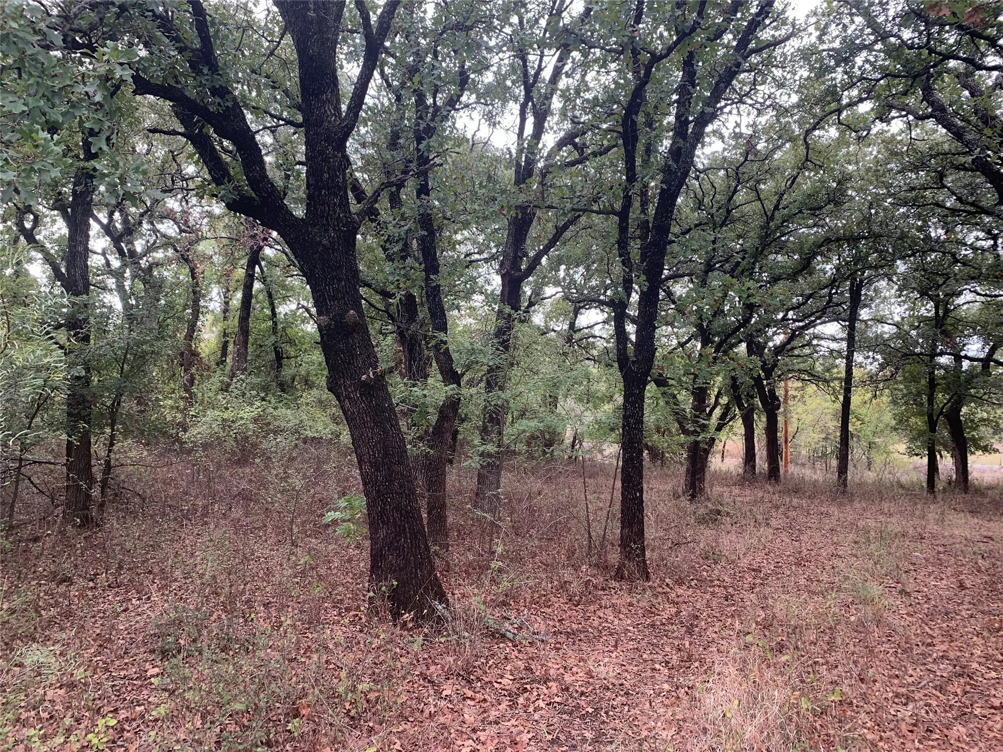 Mature trees and natural foliage