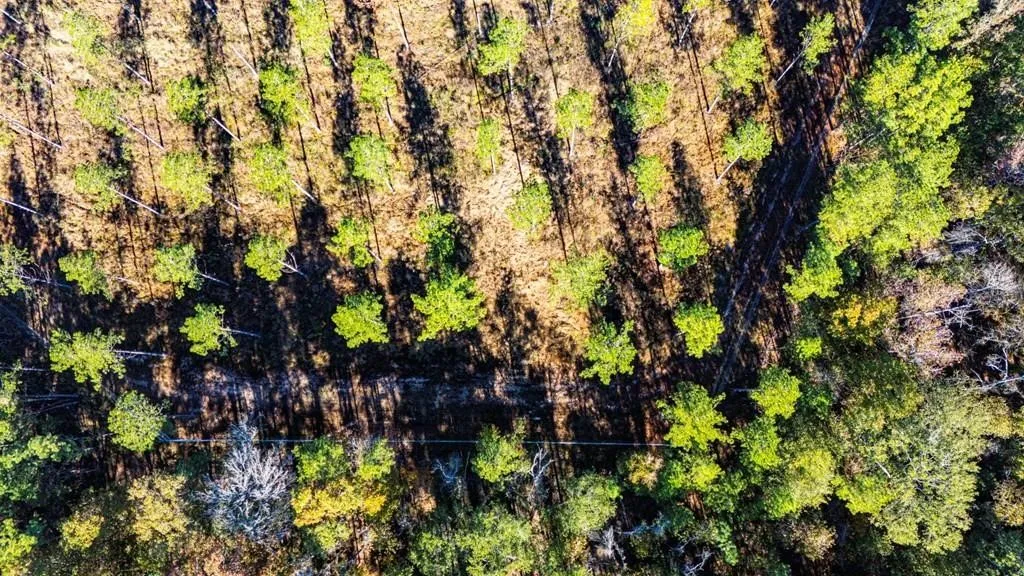 Unimproved Land For Sale in Polk County , 8 Big Buck Dr N, Moscow, Texas 75960, 0, 0, Garage spaces, 0 Sqft, built in 0, mls#21389099, Real Estate Agent in Moscow, Homes For Sale in Polk county, Homes For Sale in Moscow, Realtor in Moscow Texas, Real Estate Brokerage Independent Realty Texas, Luminita Cordes Realtor