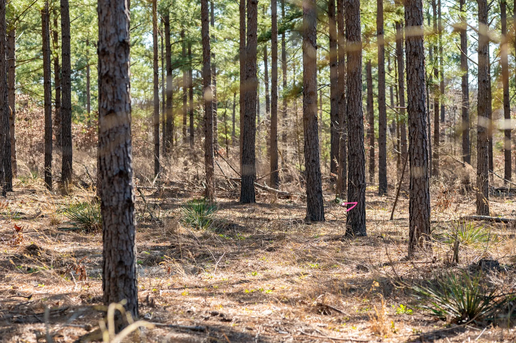 Improved Land For Sale in Van Zandt County , TBD State Highway 64 2, Ben Wheeler, Texas 75754, 0, 0, Garage spaces, 0 Sqft, built in 0, mls#21403895, Real Estate Agent in Ben Wheeler, Homes For Sale in Van Zandt county, Homes For Sale in Ben Wheeler, Realtor in Ben Wheeler Texas, Real Estate Brokerage Independent Realty Texas, Luminita Cordes Realtor