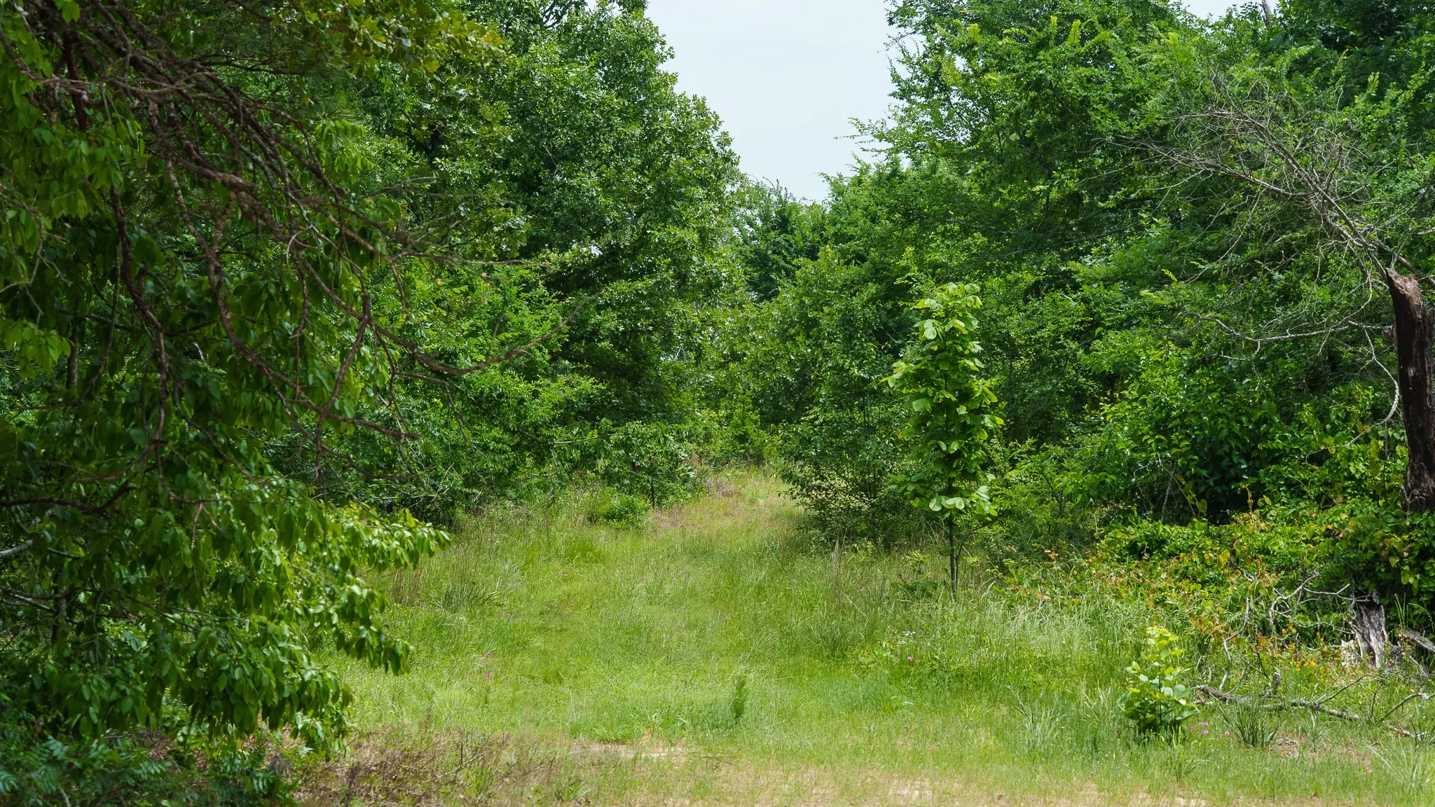 Improved Land For Sale in Van Zandt County , TBD State Highway 64 2, Ben Wheeler, Texas 75754, 0, 0, Garage spaces, 0 Sqft, built in 0, mls#21403895, Real Estate Agent in Ben Wheeler, Homes For Sale in Van Zandt county, Homes For Sale in Ben Wheeler, Realtor in Ben Wheeler Texas, Real Estate Brokerage Independent Realty Texas, Luminita Cordes Realtor
