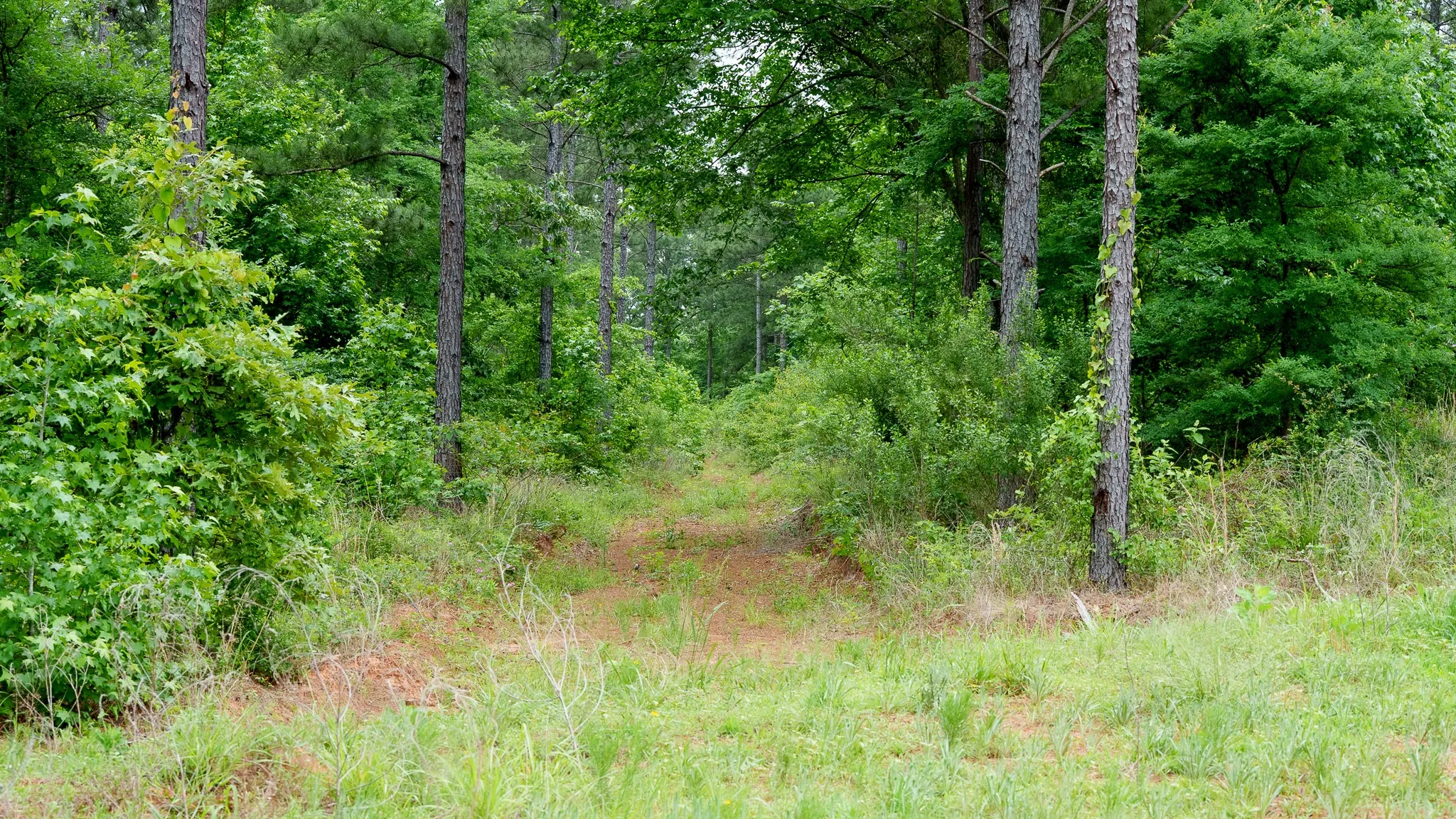 Improved Land For Sale in Van Zandt County , TBD State Highway 64 2, Ben Wheeler, Texas 75754, 0, 0, Garage spaces, 0 Sqft, built in 0, mls#21403895, Real Estate Agent in Ben Wheeler, Homes For Sale in Van Zandt county, Homes For Sale in Ben Wheeler, Realtor in Ben Wheeler Texas, Real Estate Brokerage Independent Realty Texas, Luminita Cordes Realtor