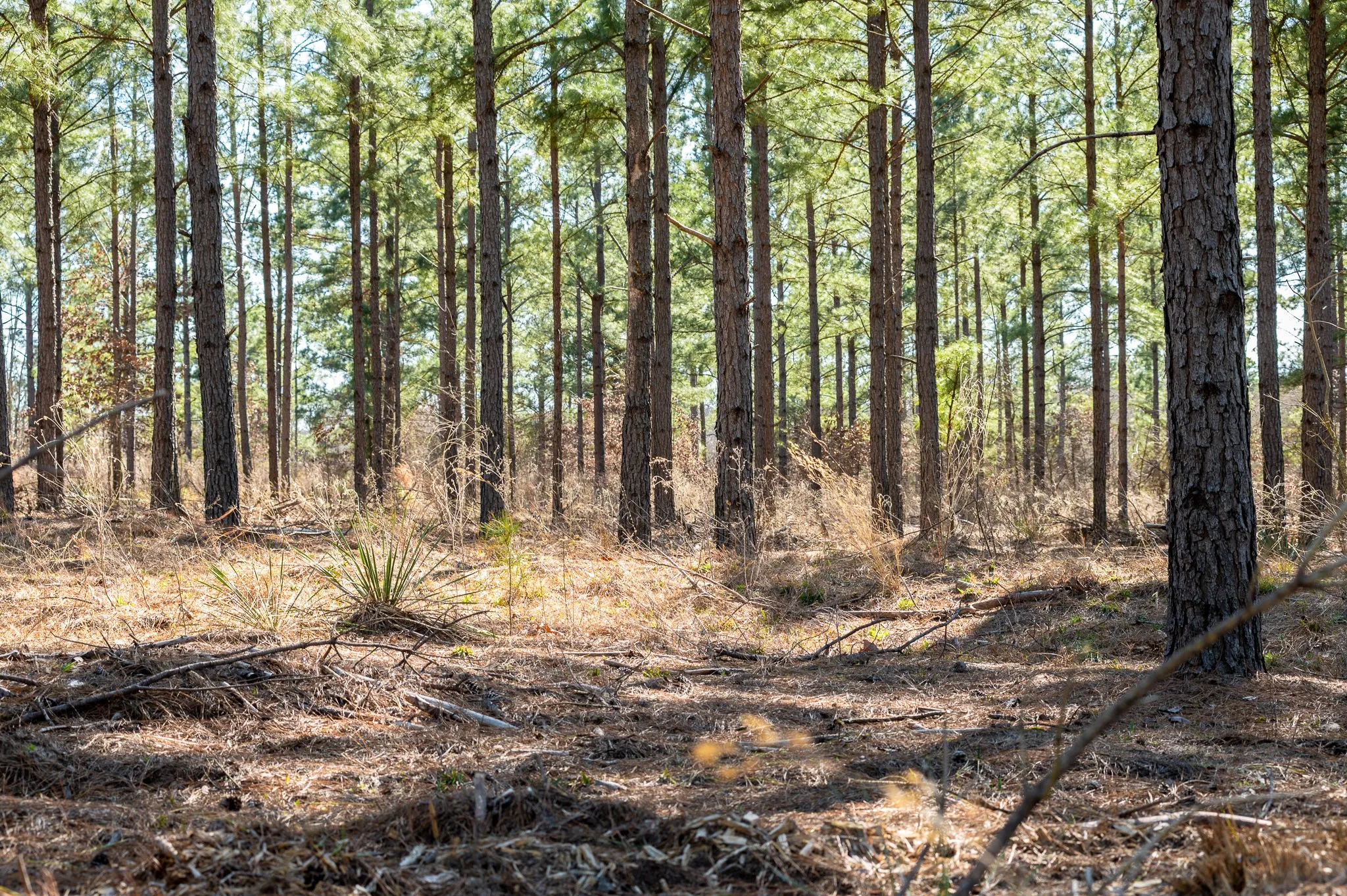 Improved Land For Sale in Van Zandt County , TBD State Highway 64 2, Ben Wheeler, Texas 75754, 0, 0, Garage spaces, 0 Sqft, built in 0, mls#21403895, Real Estate Agent in Ben Wheeler, Homes For Sale in Van Zandt county, Homes For Sale in Ben Wheeler, Realtor in Ben Wheeler Texas, Real Estate Brokerage Independent Realty Texas, Luminita Cordes Realtor