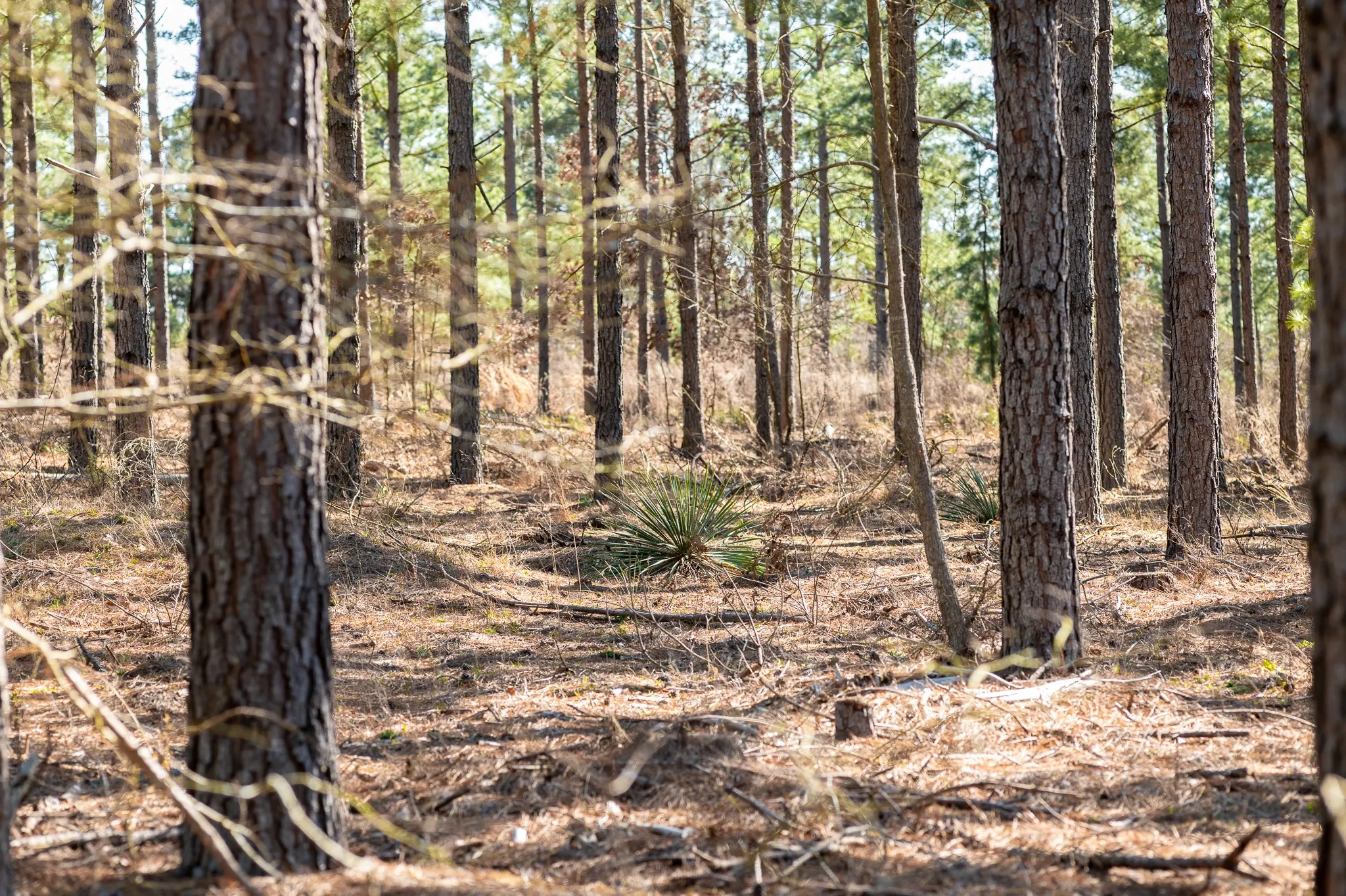 Improved Land For Sale in Van Zandt County , TBD State Highway 64 2, Ben Wheeler, Texas 75754, 0, 0, Garage spaces, 0 Sqft, built in 0, mls#21403895, Real Estate Agent in Ben Wheeler, Homes For Sale in Van Zandt county, Homes For Sale in Ben Wheeler, Realtor in Ben Wheeler Texas, Real Estate Brokerage Independent Realty Texas, Luminita Cordes Realtor