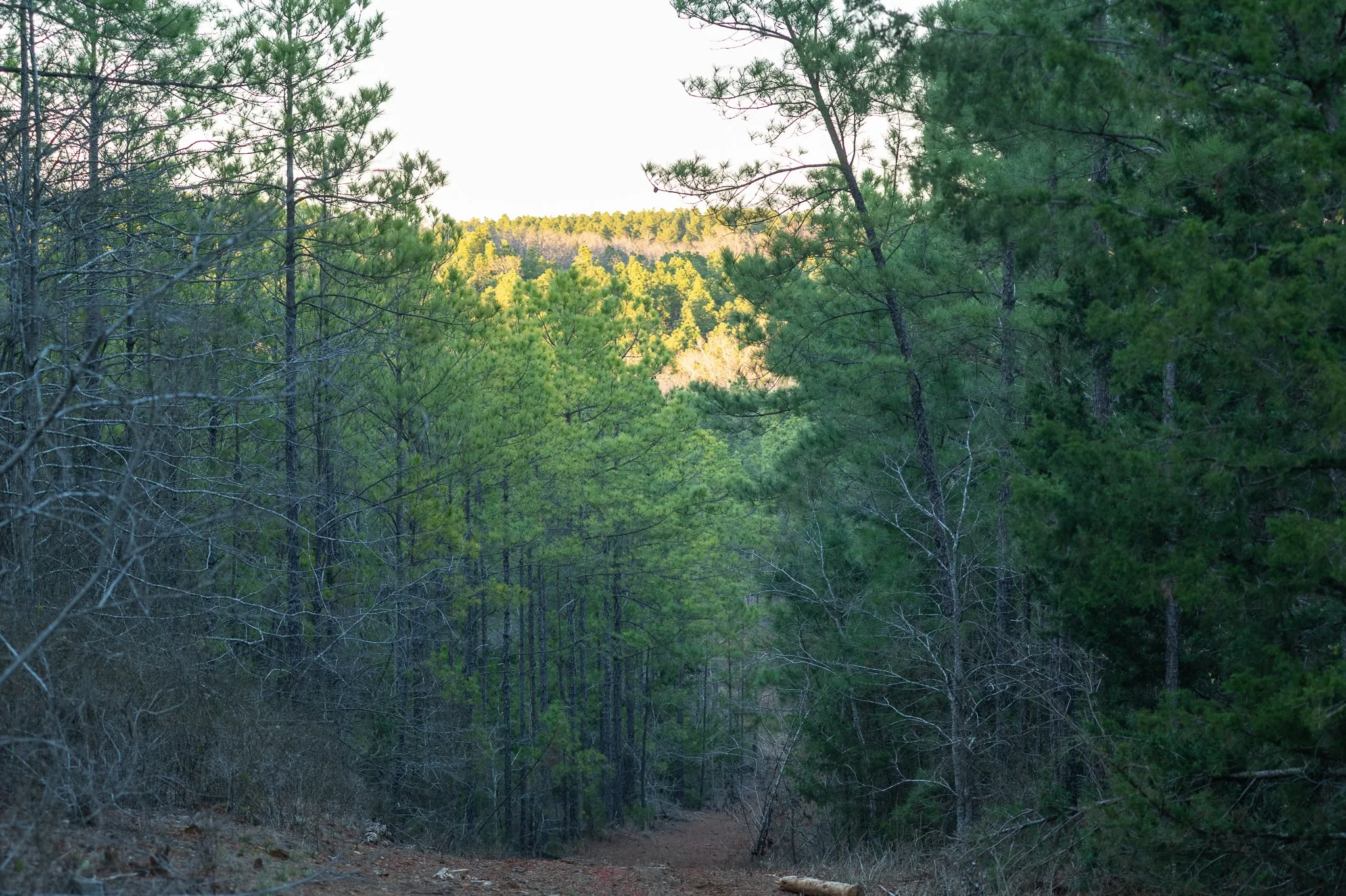 Improved Land For Sale in Van Zandt County , TBD State Highway 64 2, Ben Wheeler, Texas 75754, 0, 0, Garage spaces, 0 Sqft, built in 0, mls#21403895, Real Estate Agent in Ben Wheeler, Homes For Sale in Van Zandt county, Homes For Sale in Ben Wheeler, Realtor in Ben Wheeler Texas, Real Estate Brokerage Independent Realty Texas, Luminita Cordes Realtor