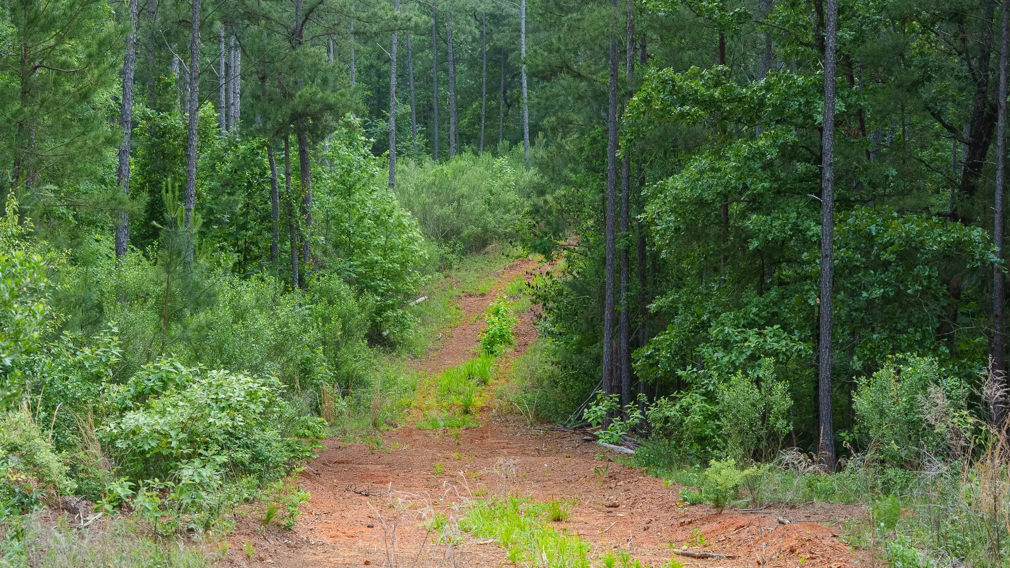 Improved Land For Sale in Van Zandt County , TBD State Highway 64 2, Ben Wheeler, Texas 75754, 0, 0, Garage spaces, 0 Sqft, built in 0, mls#21403895, Real Estate Agent in Ben Wheeler, Homes For Sale in Van Zandt county, Homes For Sale in Ben Wheeler, Realtor in Ben Wheeler Texas, Real Estate Brokerage Independent Realty Texas, Luminita Cordes Realtor