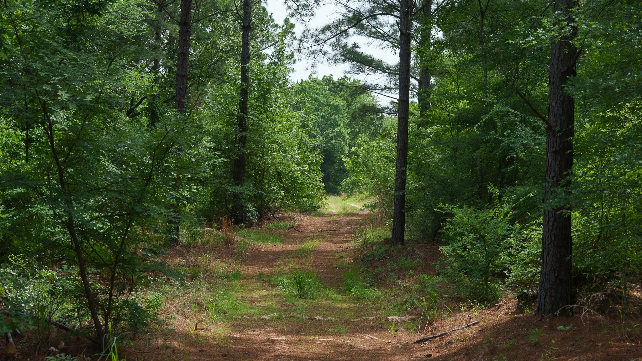 Improved Land For Sale in Van Zandt County , TBD State Highway 64 2, Ben Wheeler, Texas 75754, 0, 0, Garage spaces, 0 Sqft, built in 0, mls#21403895, Real Estate Agent in Ben Wheeler, Homes For Sale in Van Zandt county, Homes For Sale in Ben Wheeler, Realtor in Ben Wheeler Texas, Real Estate Brokerage Independent Realty Texas, Luminita Cordes Realtor