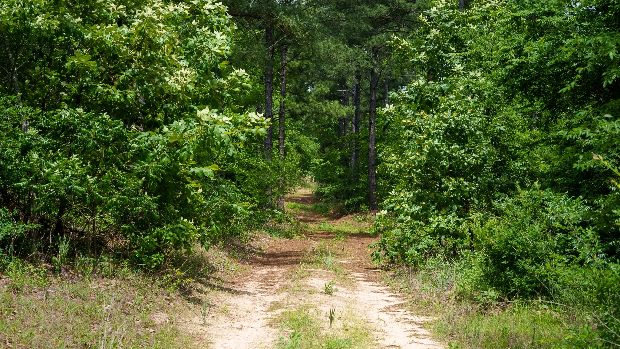 Improved Land For Sale in Van Zandt County , TBD State Highway 64 2, Ben Wheeler, Texas 75754, 0, 0, Garage spaces, 0 Sqft, built in 0, mls#21403895, Real Estate Agent in Ben Wheeler, Homes For Sale in Van Zandt county, Homes For Sale in Ben Wheeler, Realtor in Ben Wheeler Texas, Real Estate Brokerage Independent Realty Texas, Luminita Cordes Realtor