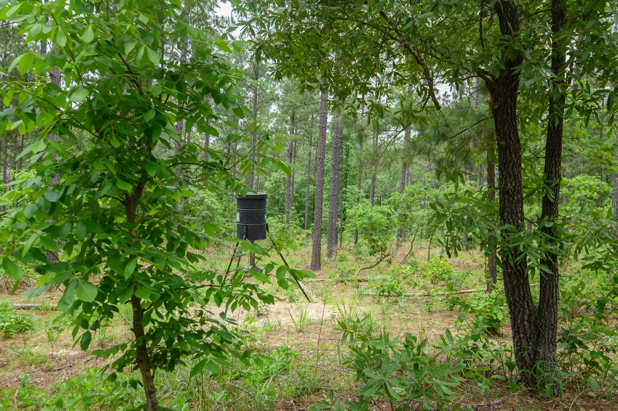 Improved Land For Sale in Van Zandt County , TBD State Highway 64 2, Ben Wheeler, Texas 75754, 0, 0, Garage spaces, 0 Sqft, built in 0, mls#21403895, Real Estate Agent in Ben Wheeler, Homes For Sale in Van Zandt county, Homes For Sale in Ben Wheeler, Realtor in Ben Wheeler Texas, Real Estate Brokerage Independent Realty Texas, Luminita Cordes Realtor