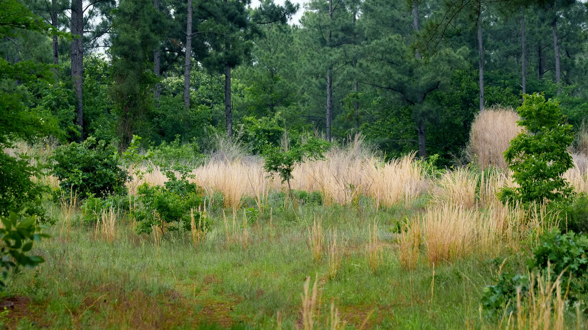 Improved Land For Sale in Van Zandt County , TBD State Highway 64 2, Ben Wheeler, Texas 75754, 0, 0, Garage spaces, 0 Sqft, built in 0, mls#21403895, Real Estate Agent in Ben Wheeler, Homes For Sale in Van Zandt county, Homes For Sale in Ben Wheeler, Realtor in Ben Wheeler Texas, Real Estate Brokerage Independent Realty Texas, Luminita Cordes Realtor