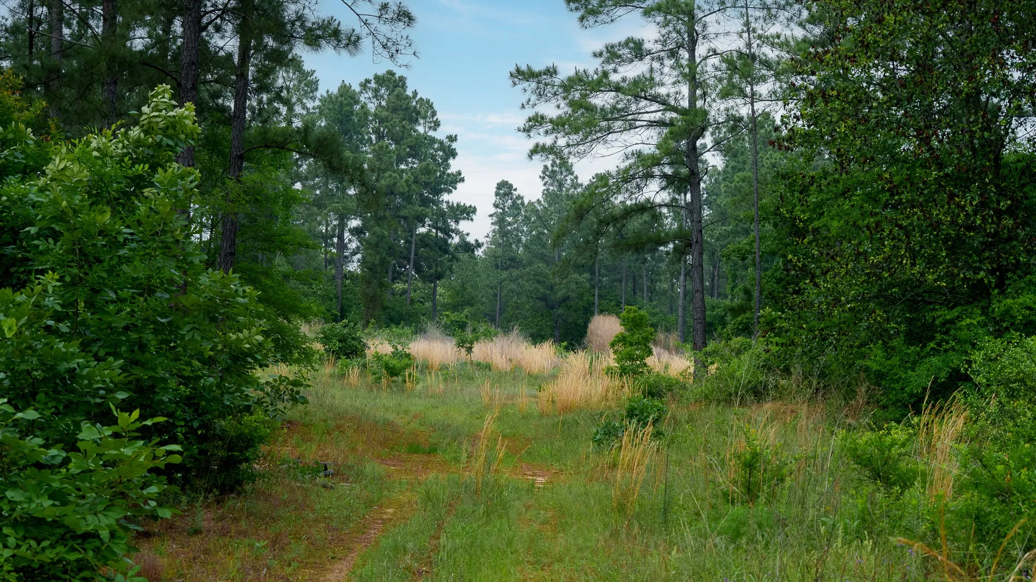 Improved Land For Sale in Van Zandt County , TBD State Highway 64 2, Ben Wheeler, Texas 75754, 0, 0, Garage spaces, 0 Sqft, built in 0, mls#21403895, Real Estate Agent in Ben Wheeler, Homes For Sale in Van Zandt county, Homes For Sale in Ben Wheeler, Realtor in Ben Wheeler Texas, Real Estate Brokerage Independent Realty Texas, Luminita Cordes Realtor